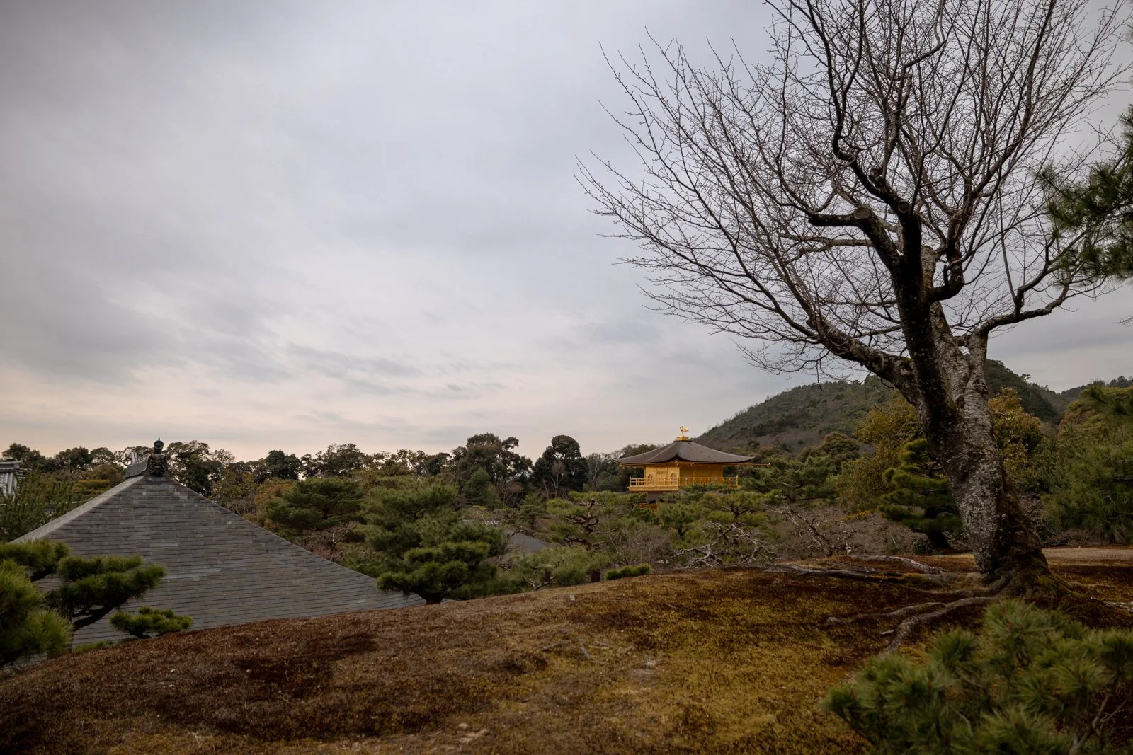 2026 KYOTO GOLDEN PAVILION-12.jpg