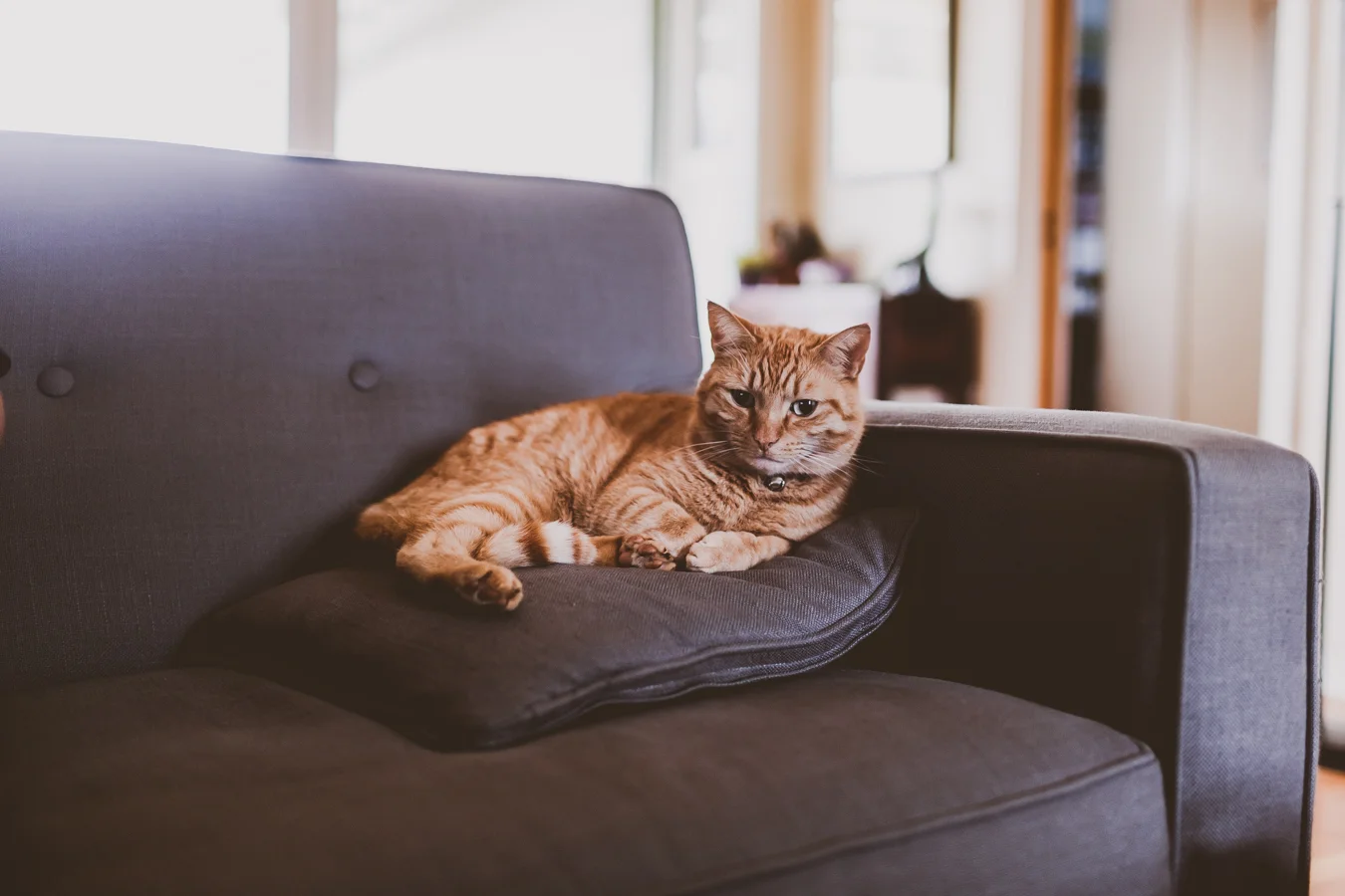 20190319_GreyMatter_Arcata-1.jpg