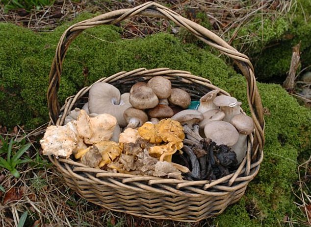 mushroomforaging.jpg