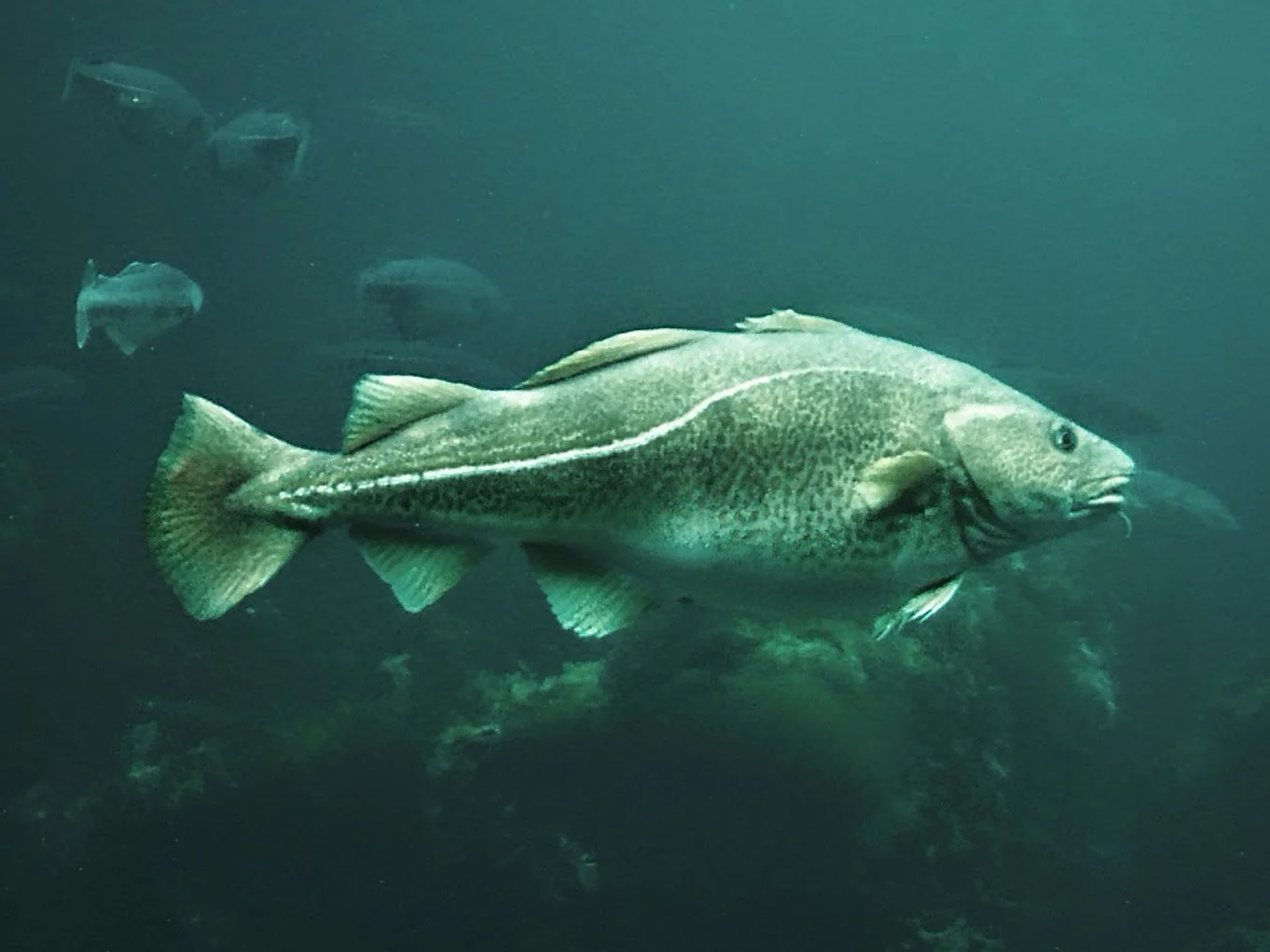 How Britain should fix its fisheries