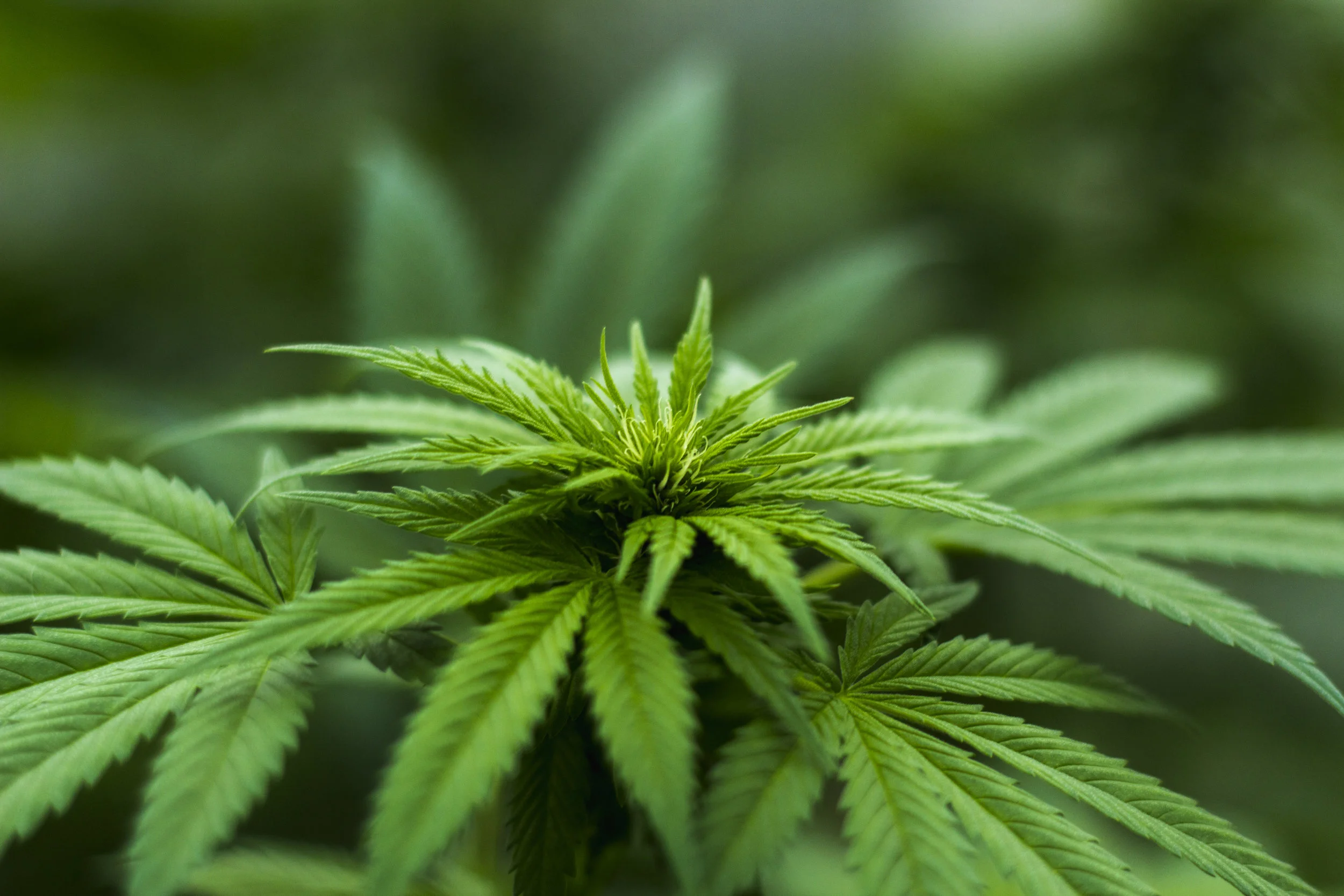 High time to legalise