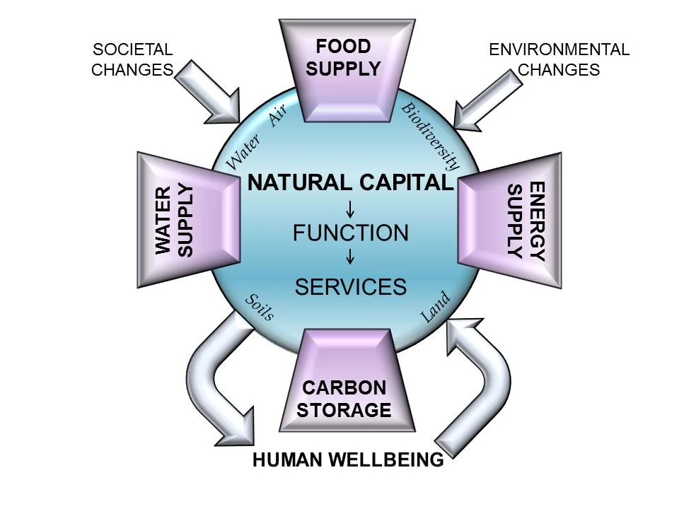 The remarkable thing is how little natural capital matters to the economy