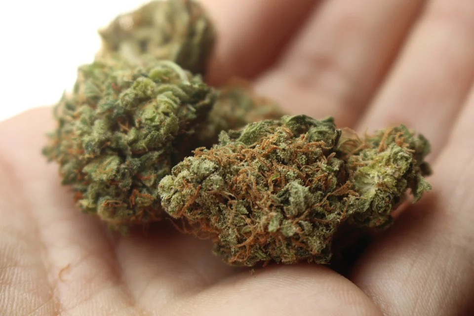 Drug legalisation is the only way to tackle skunk