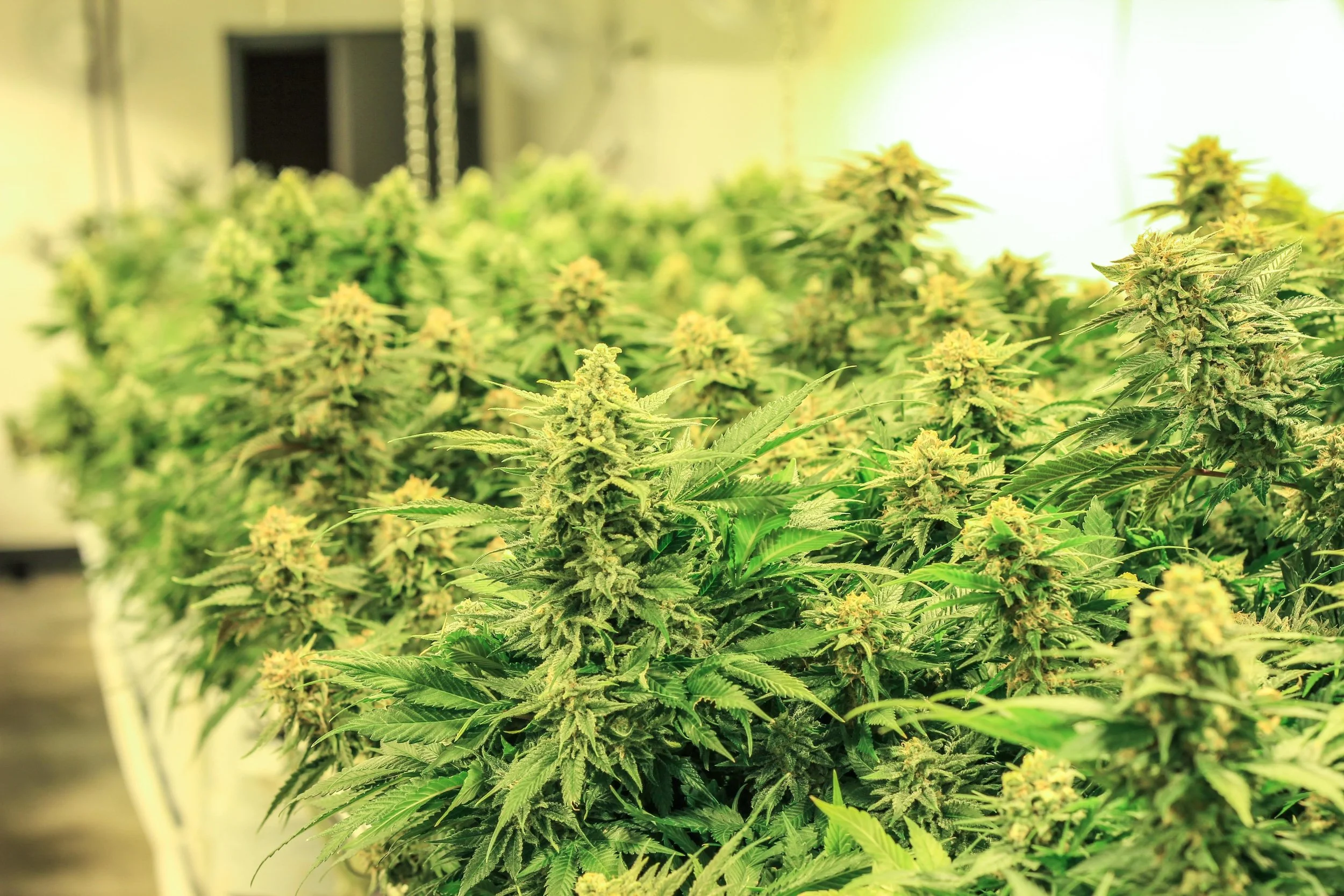 Medical cannabis is now legal, roll on recreational legalisation
