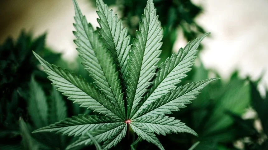 420 - Cannabis Culture day