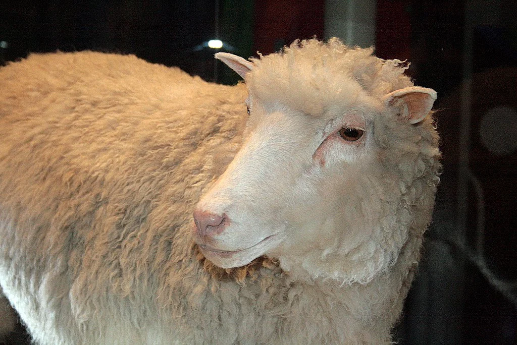 The cloning of Dolly the sheep