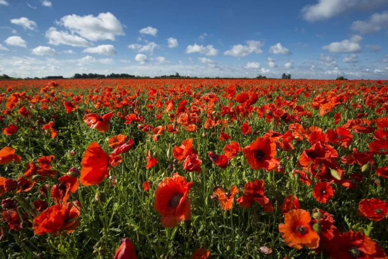 Remembrance Day