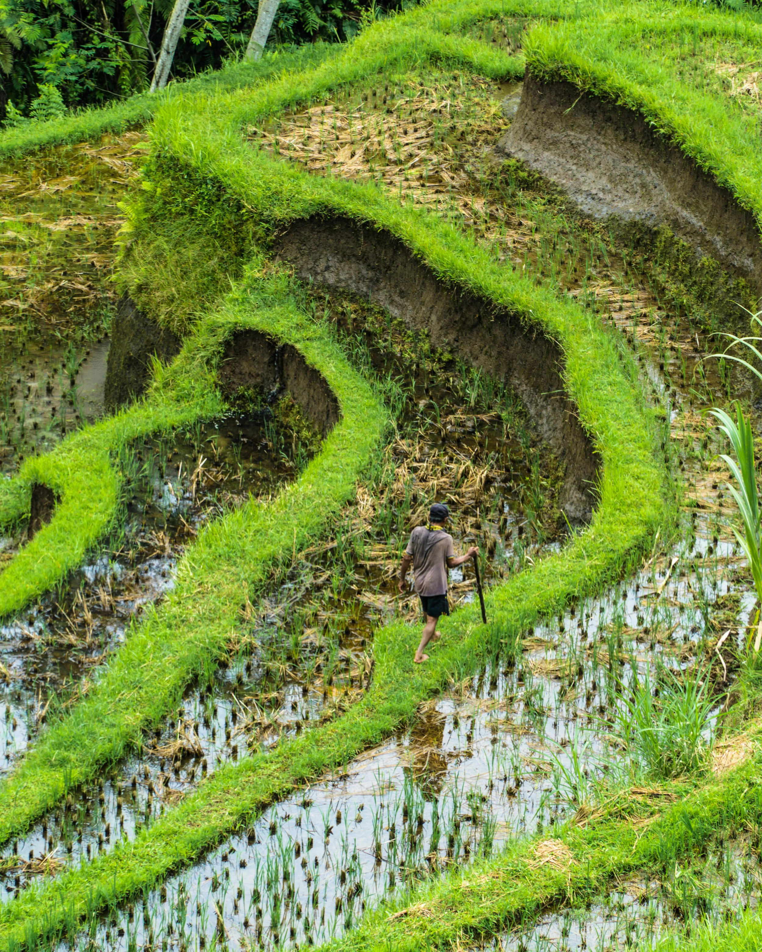 A call for the return of peasant agriculture