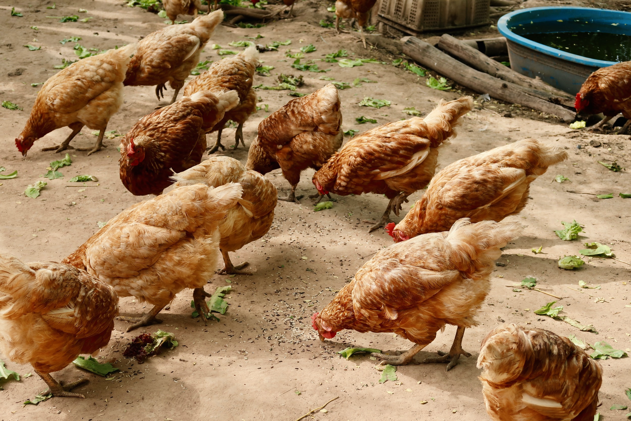 The government insists free range farming isn't worth it