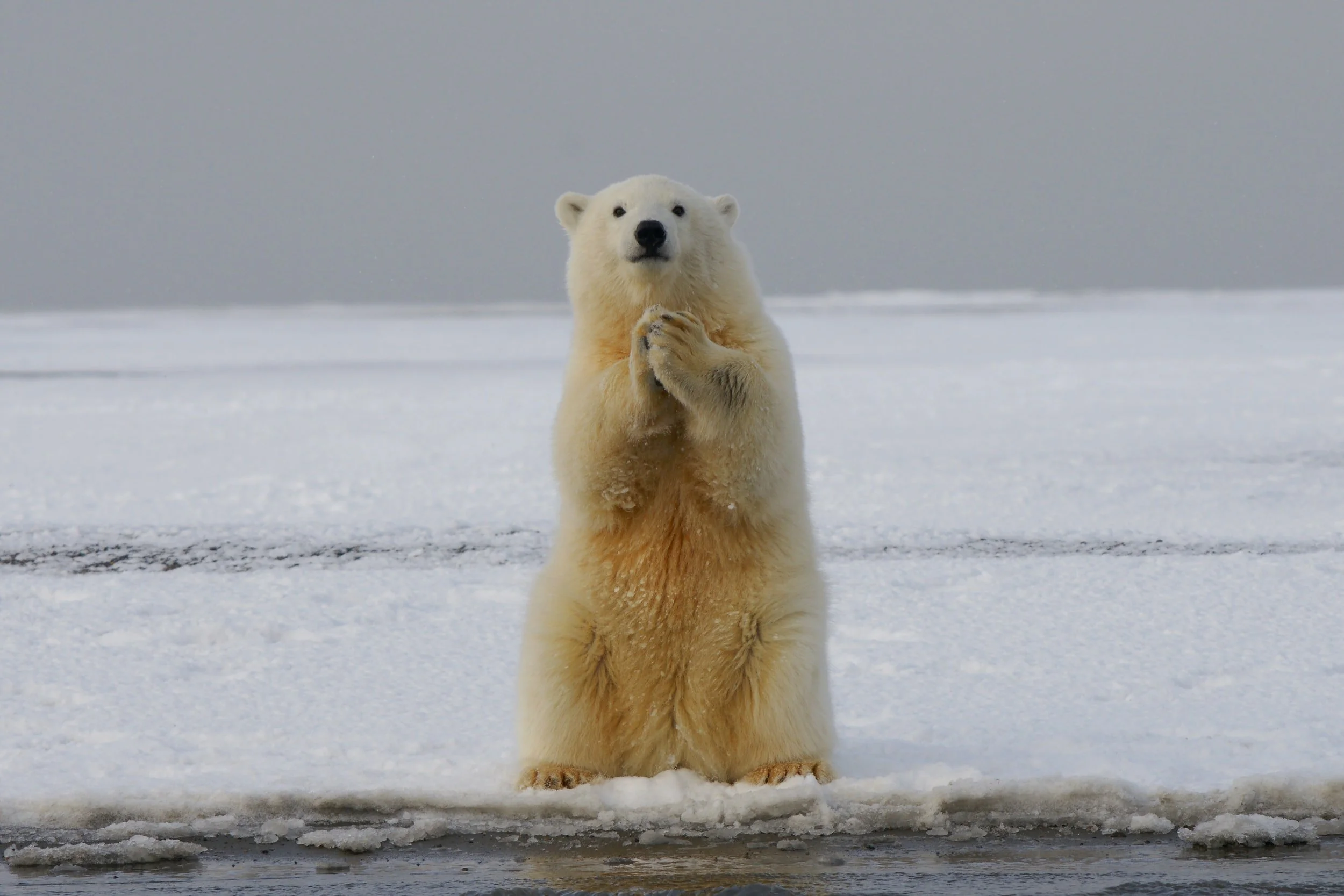 The very point of carbon permits is that you don't control the price