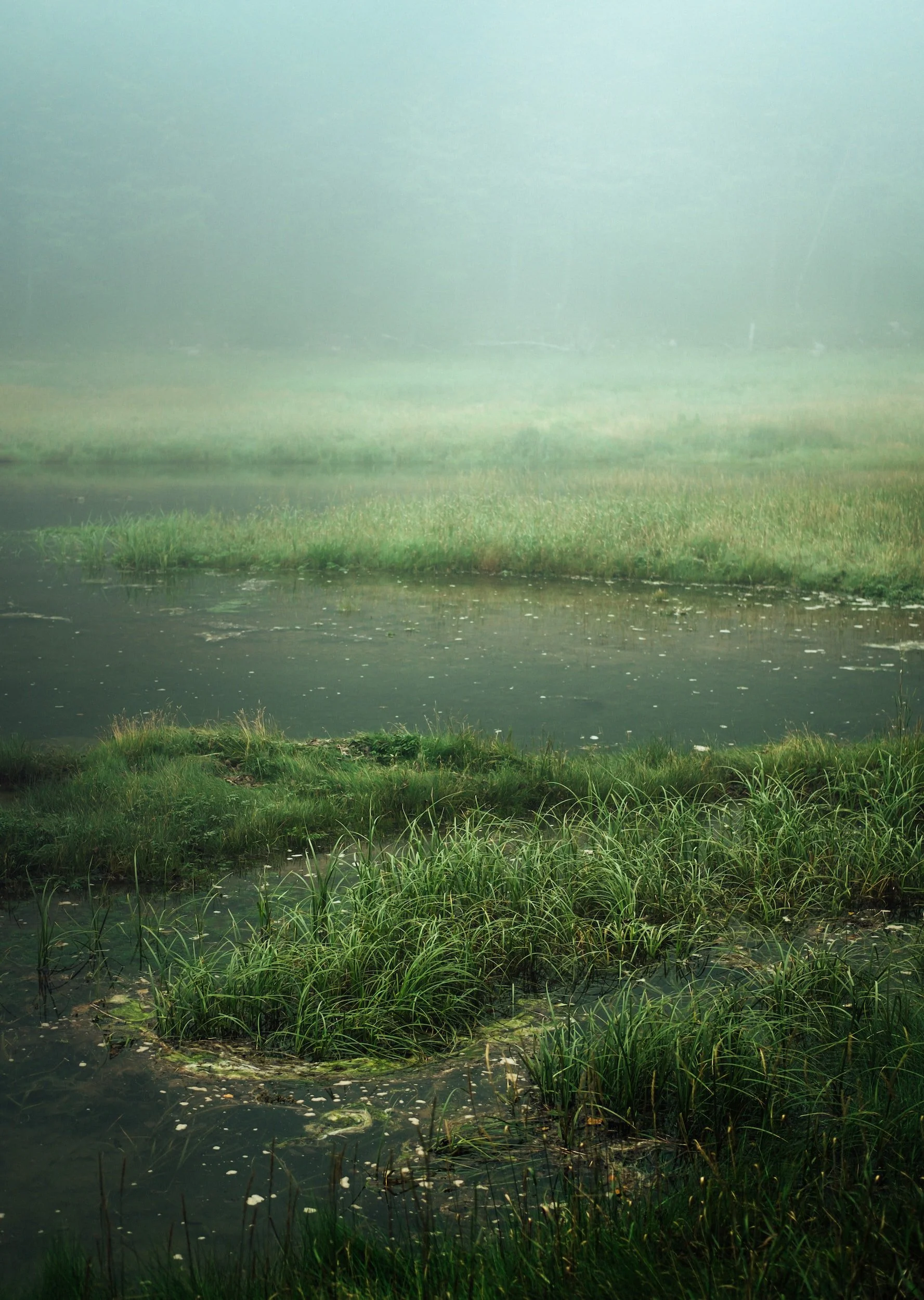 More wetlands means more mosquitoes, doesn't it? 