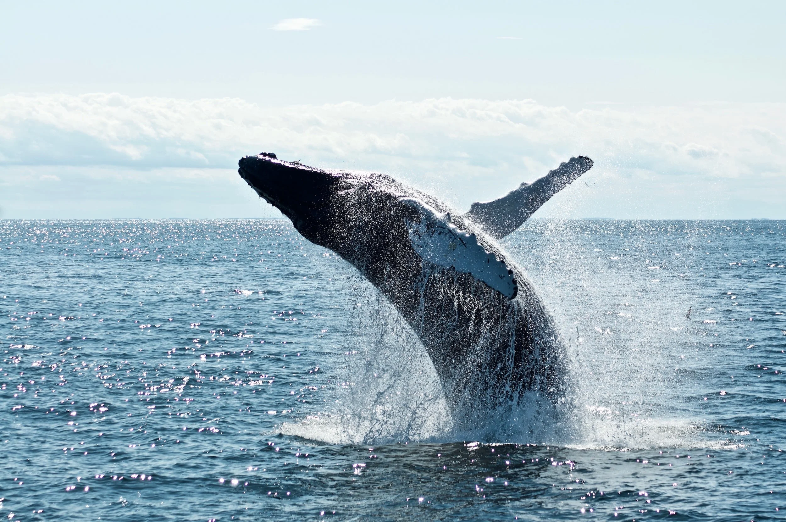 Whaling does indeed tell us something about oil and fossil fuels