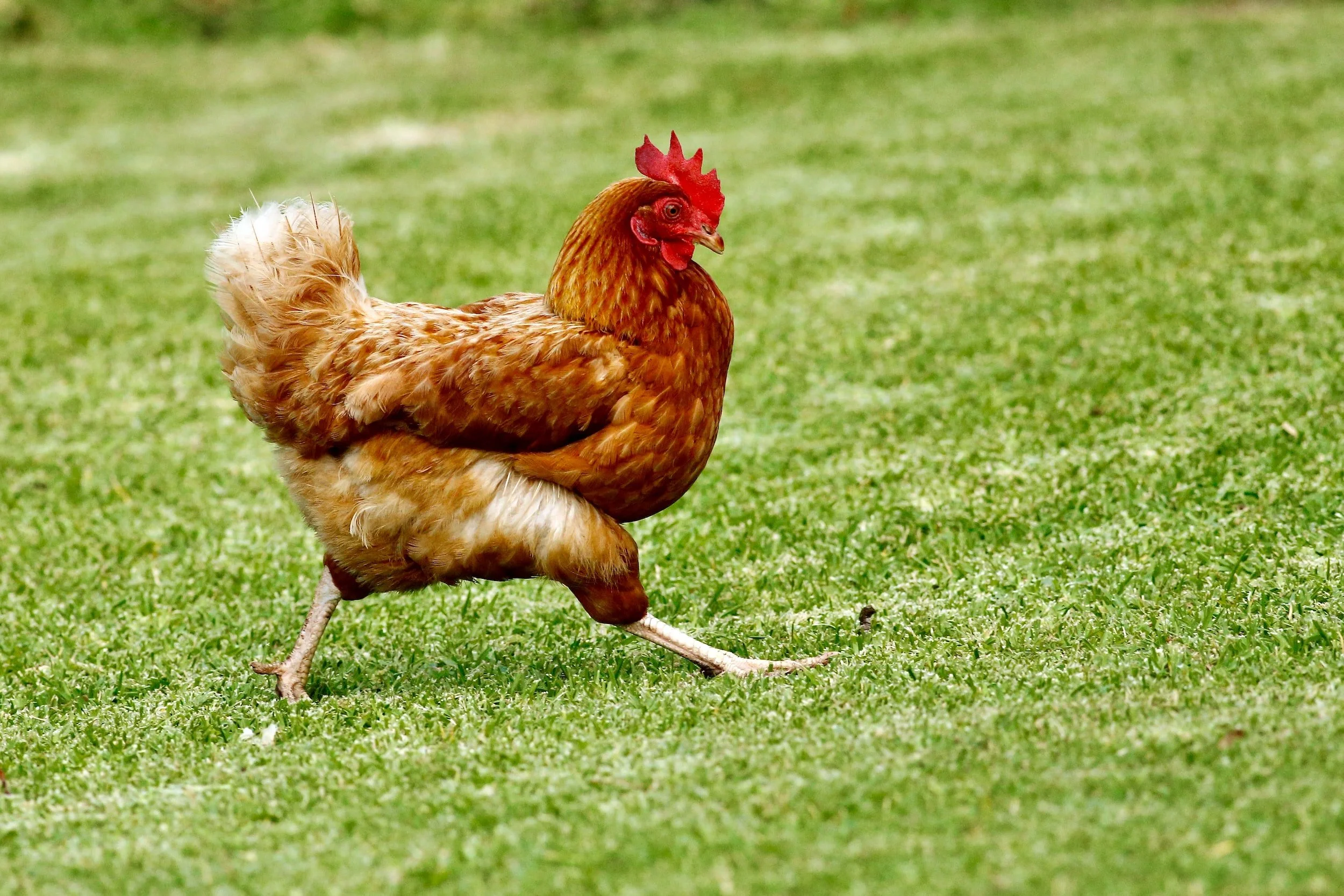 So the chicken market seems to be working just perfectly then