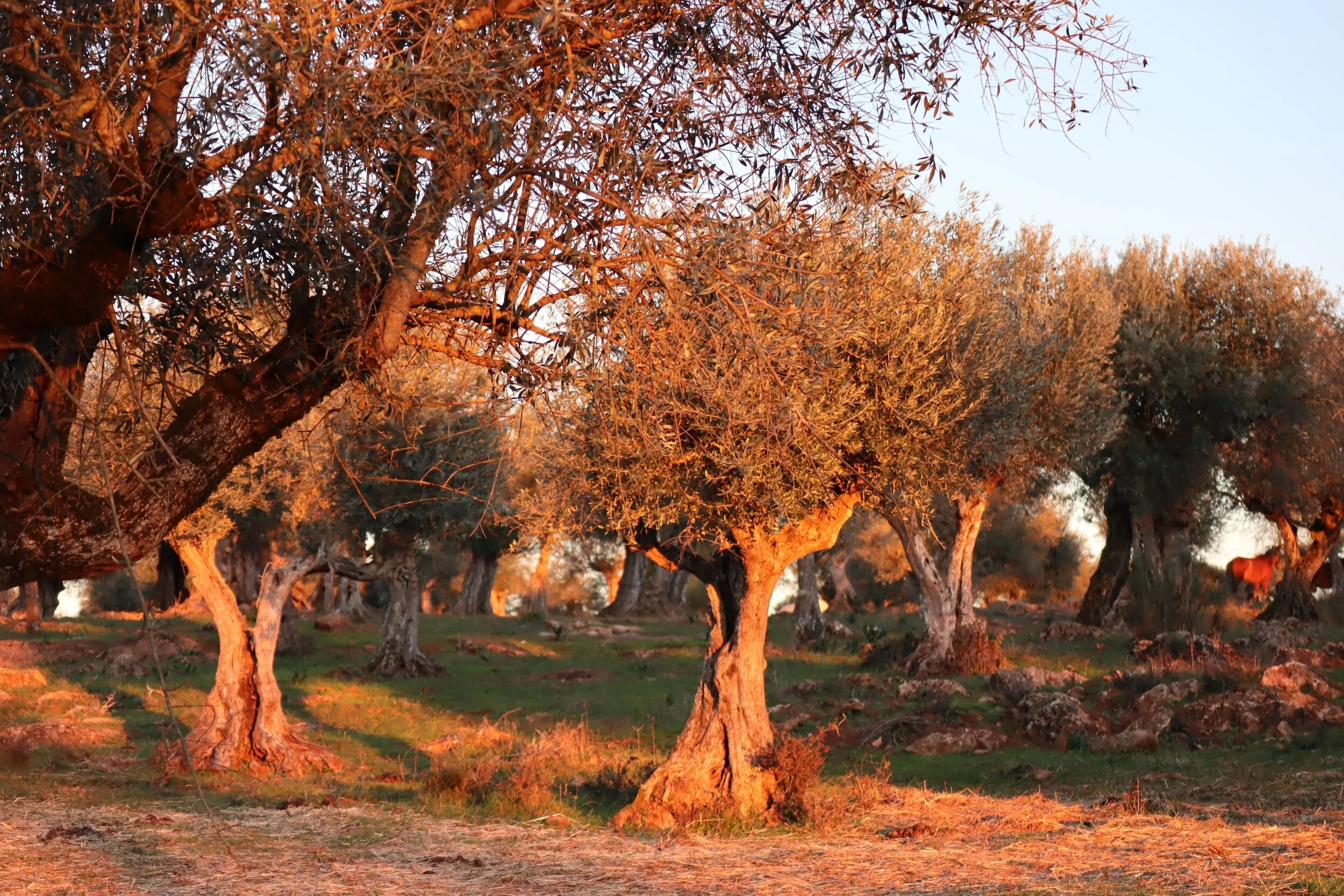 Rewilding is to blame for Mediterranean forest fires