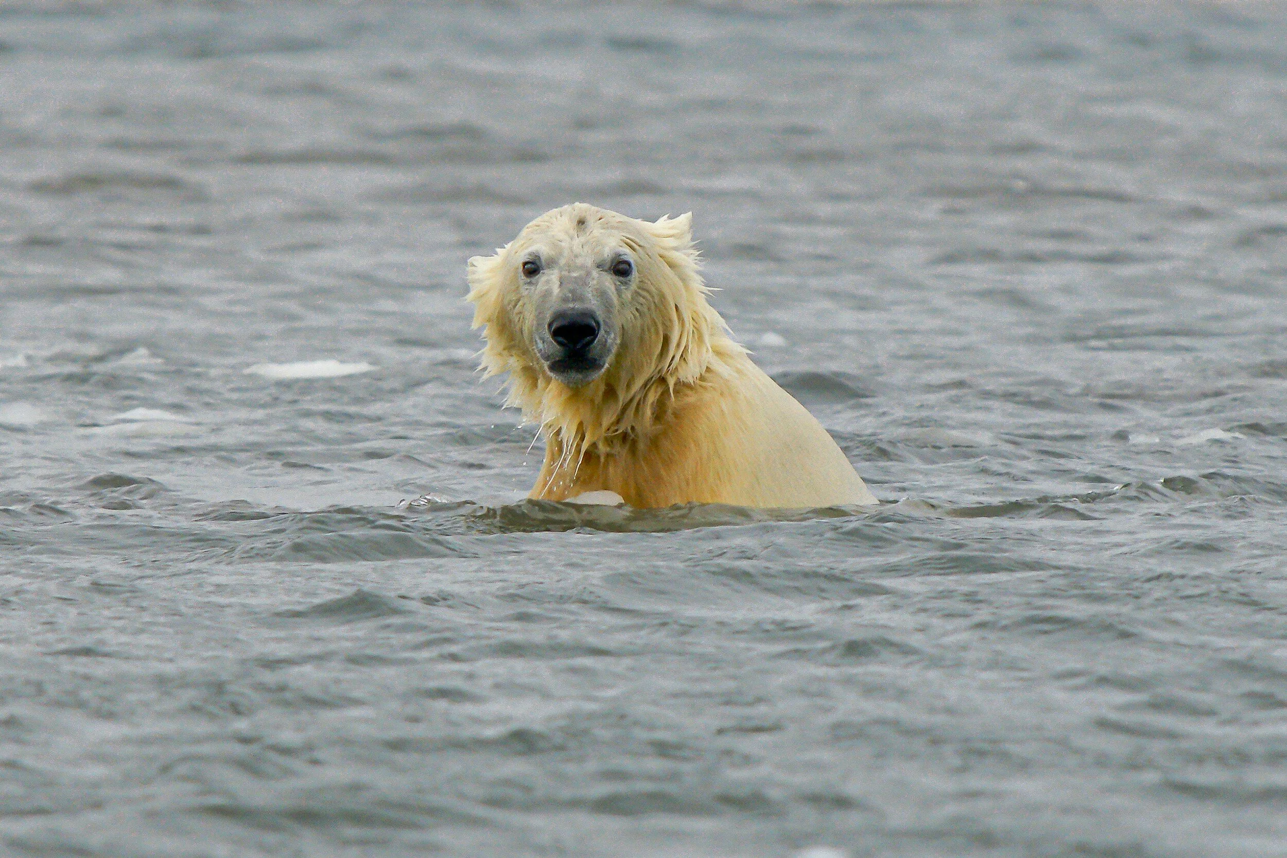 We're going to see many more pictures of starving polar bears