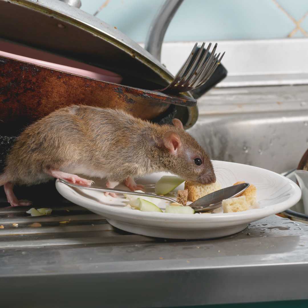 It might not be climate change causing the rats