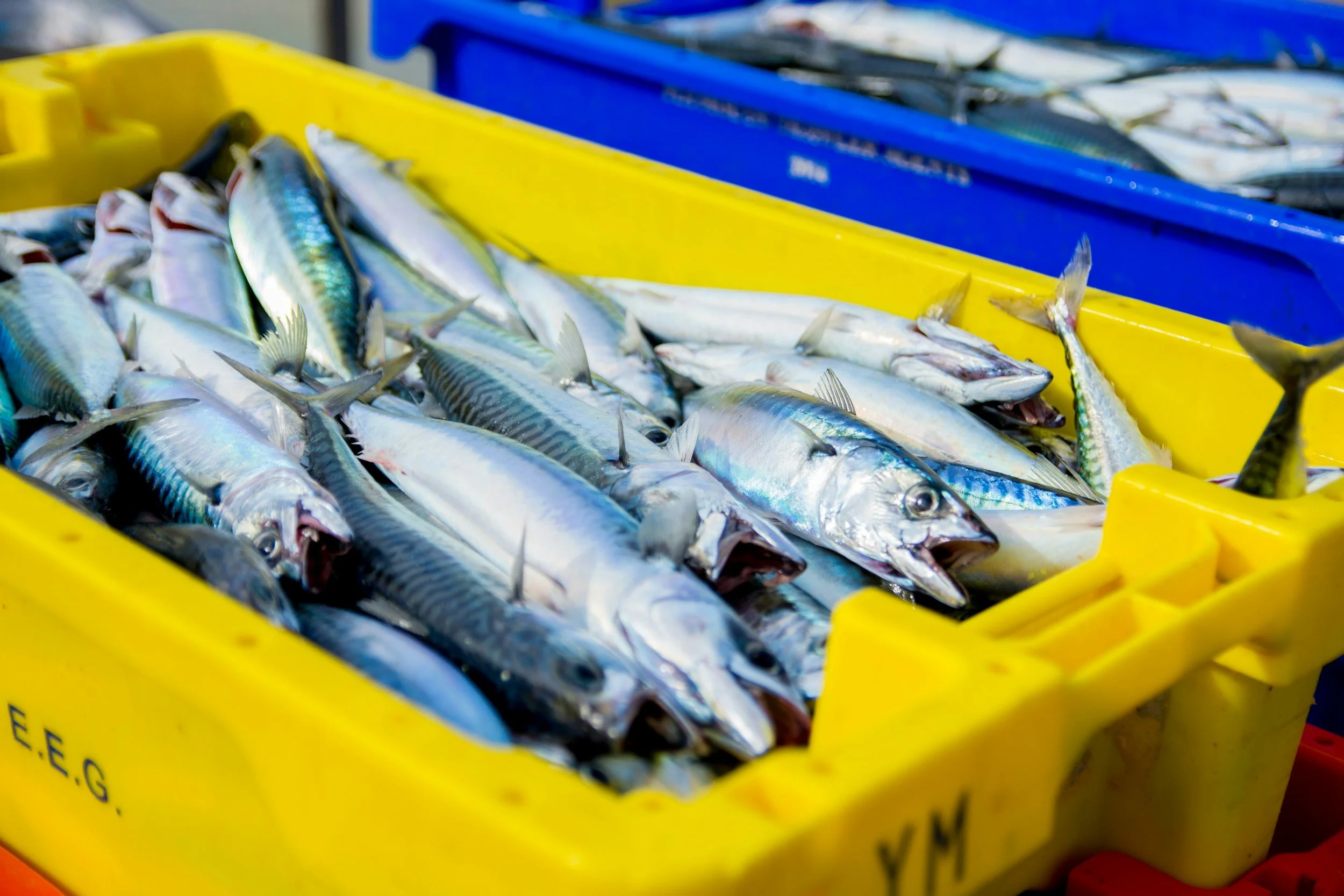 Mazzonomics and mackerel