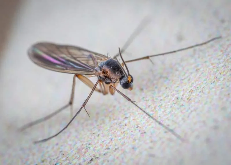 Could the Highland biting midge be eradicated