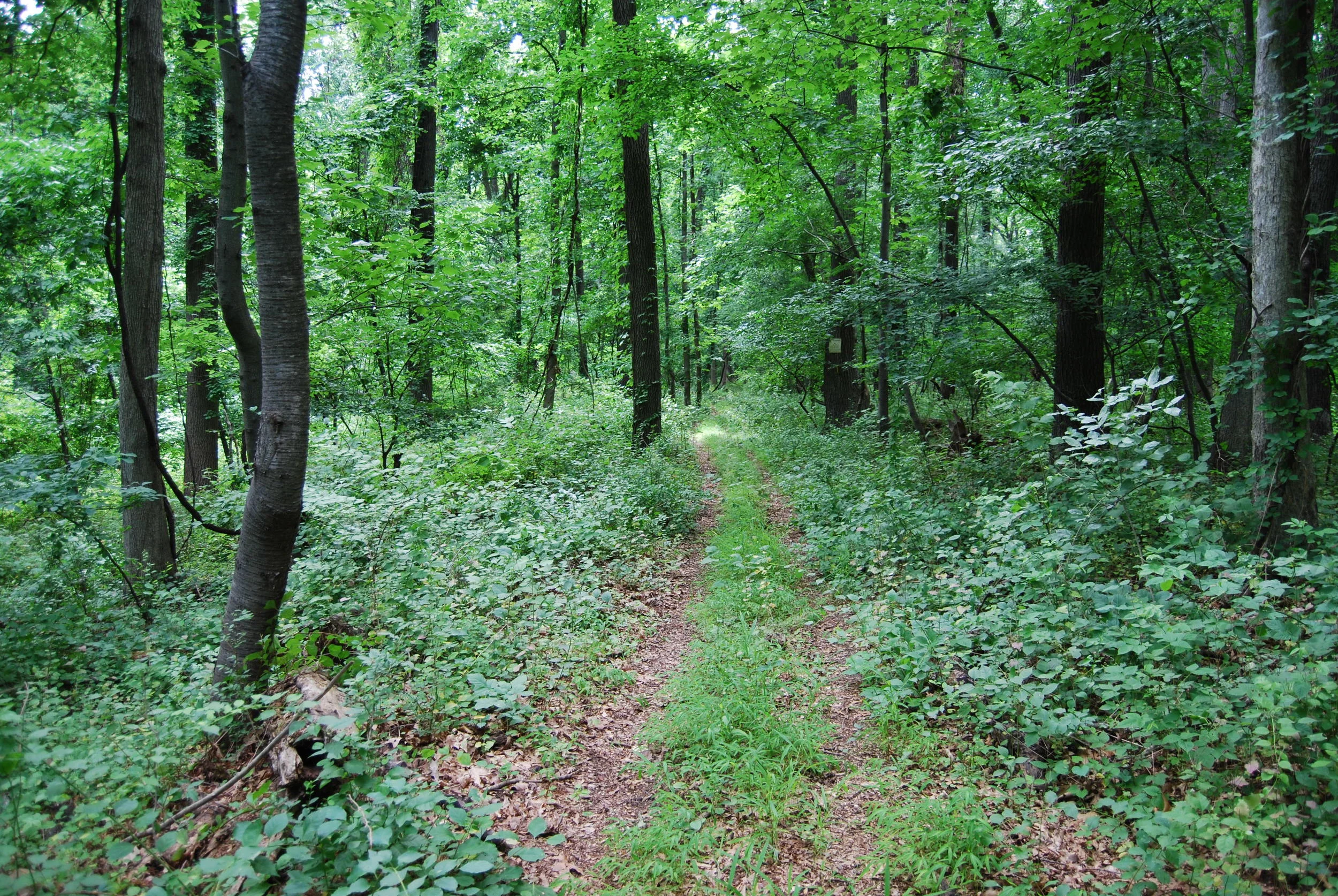 Diamond Rock Preserve