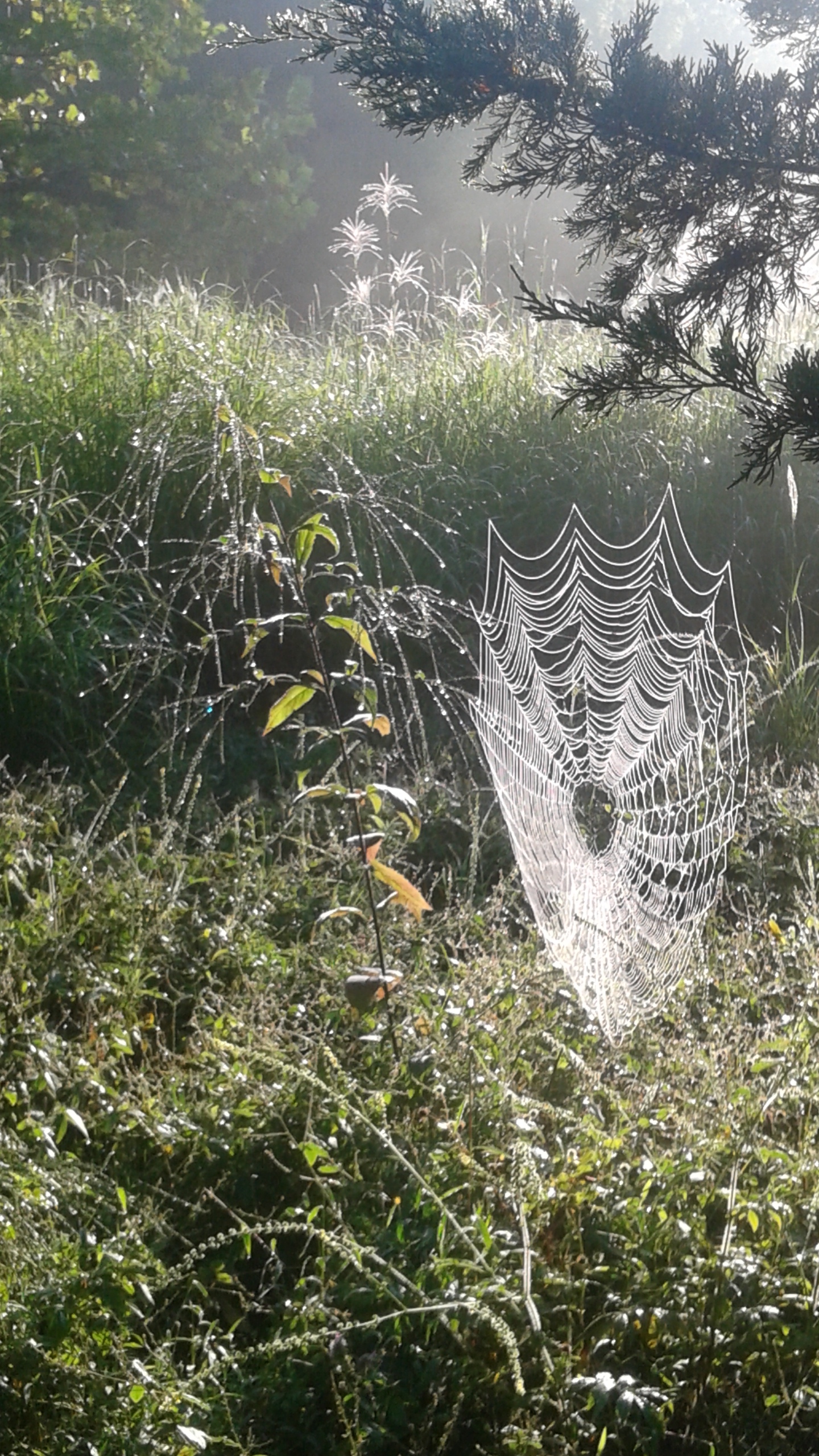 Spider Web CH.jpg