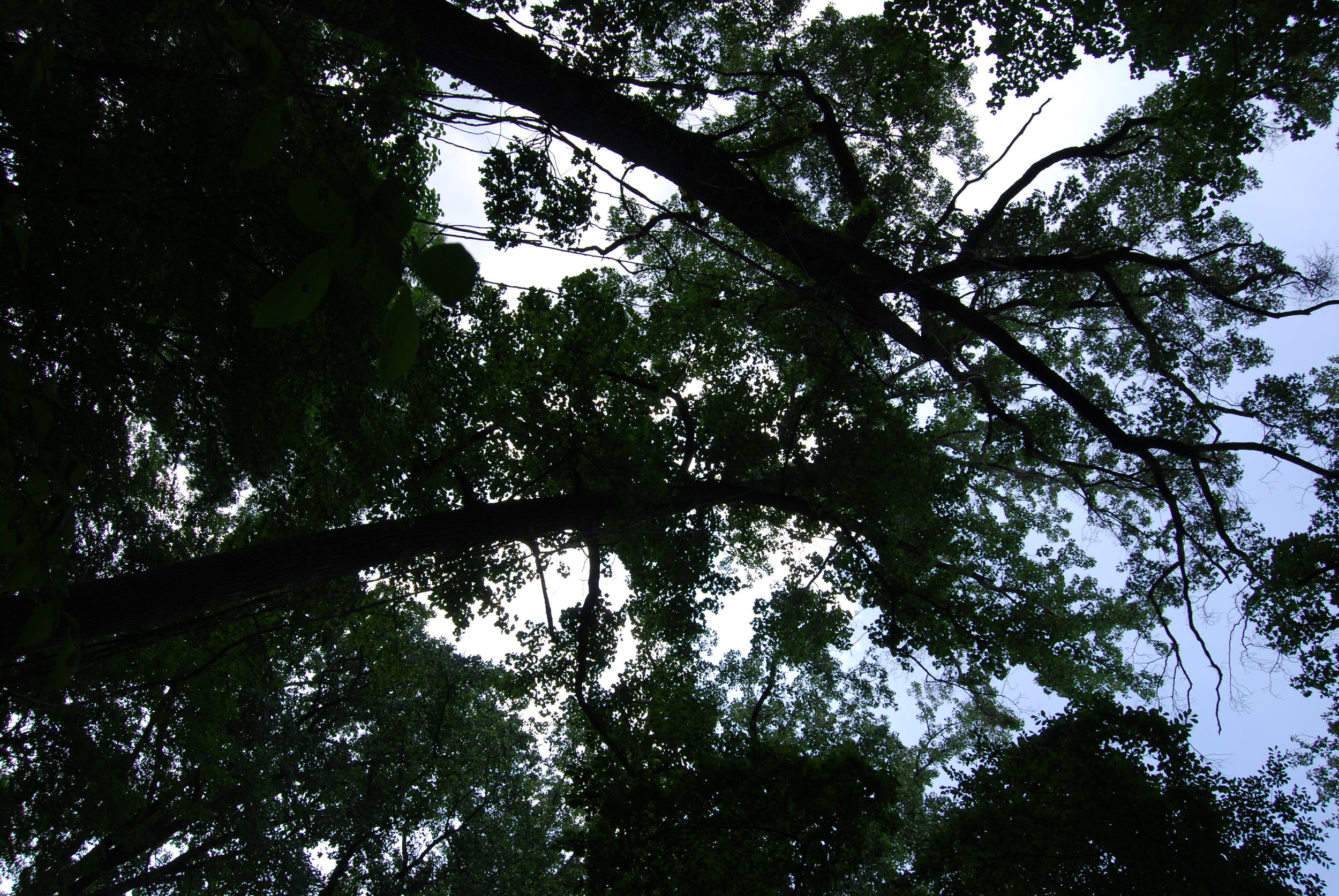 airdrie treesky.JPG