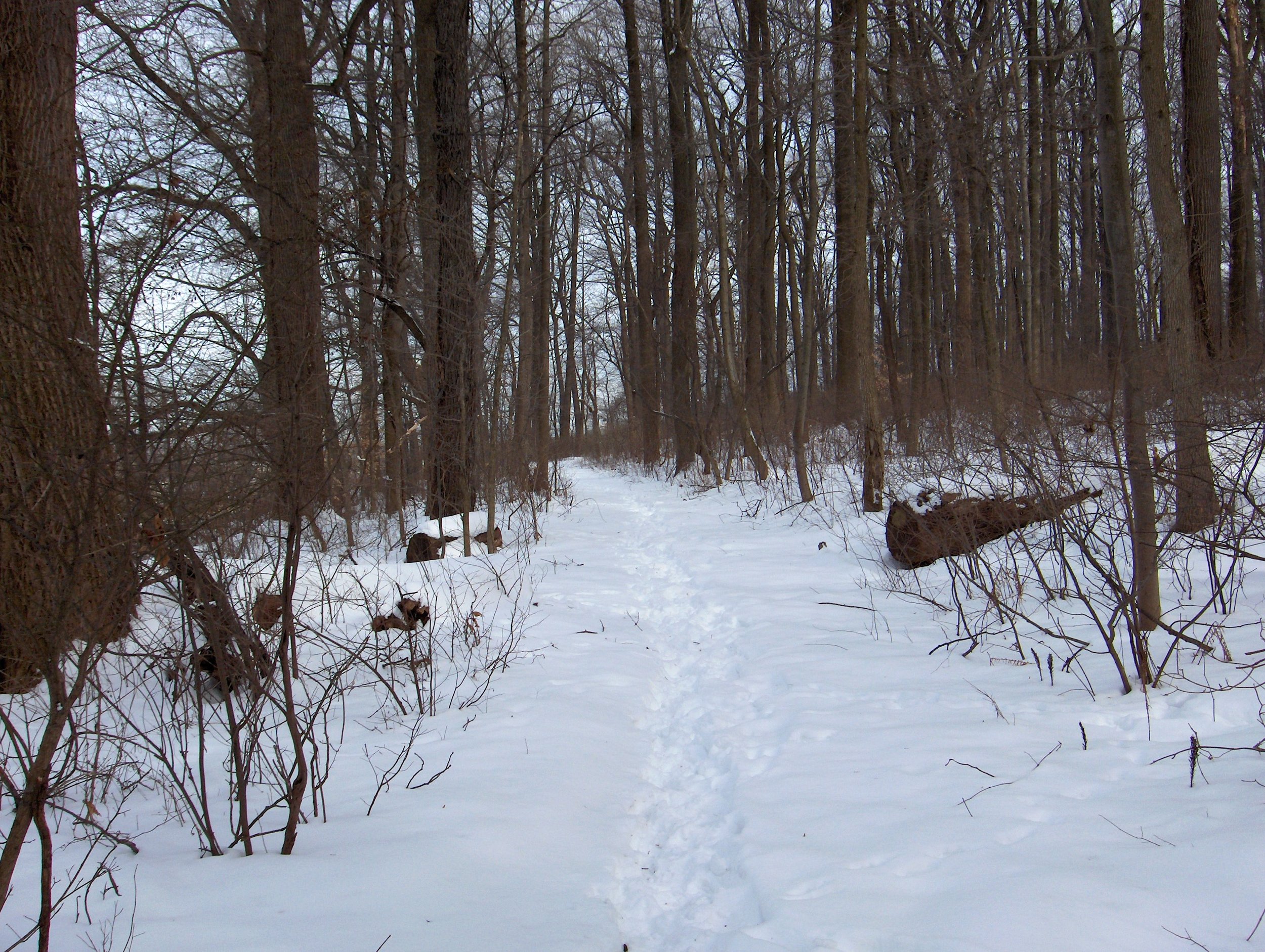 Airdrie Fire Rd Trail.JPG