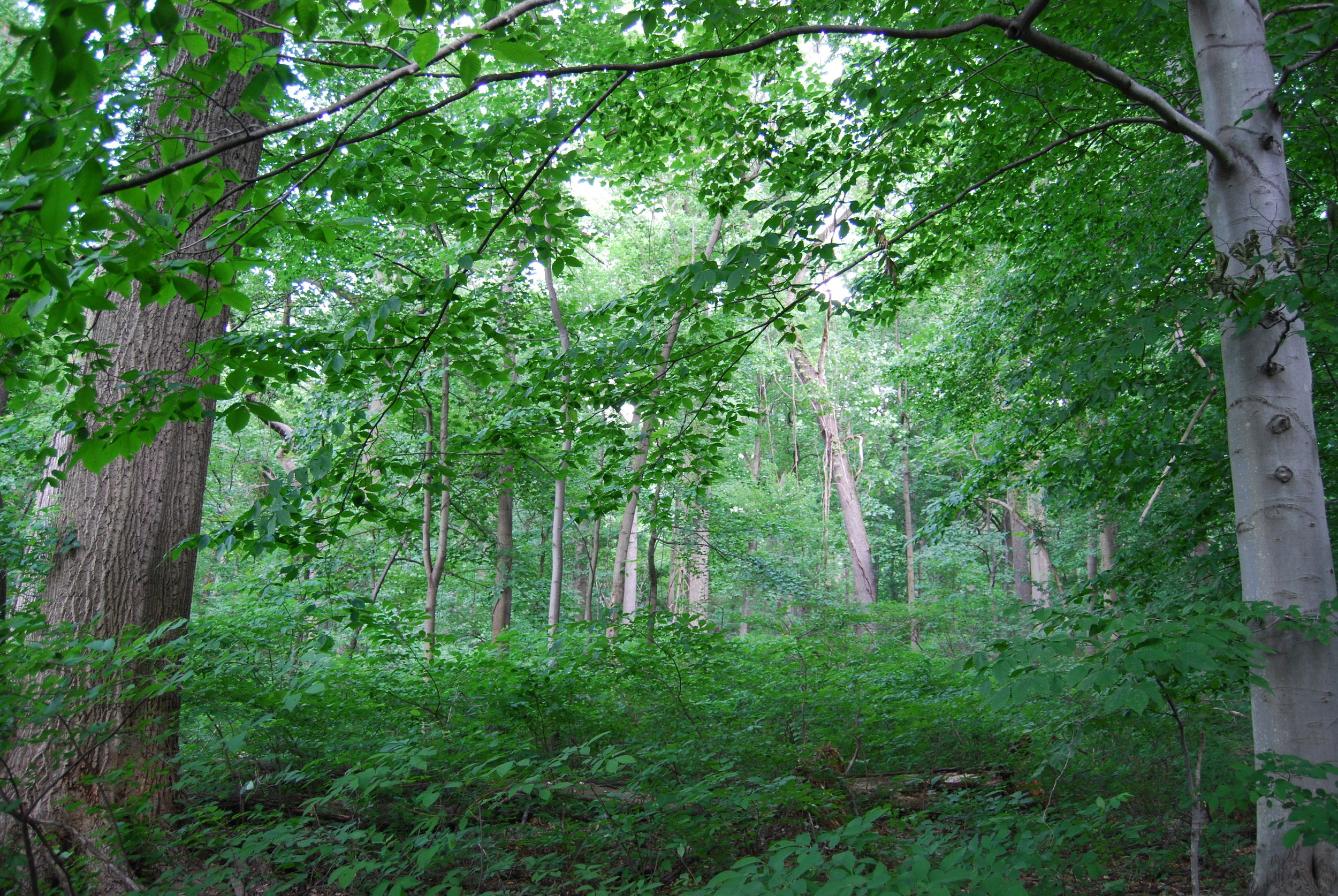 forest3.JPG