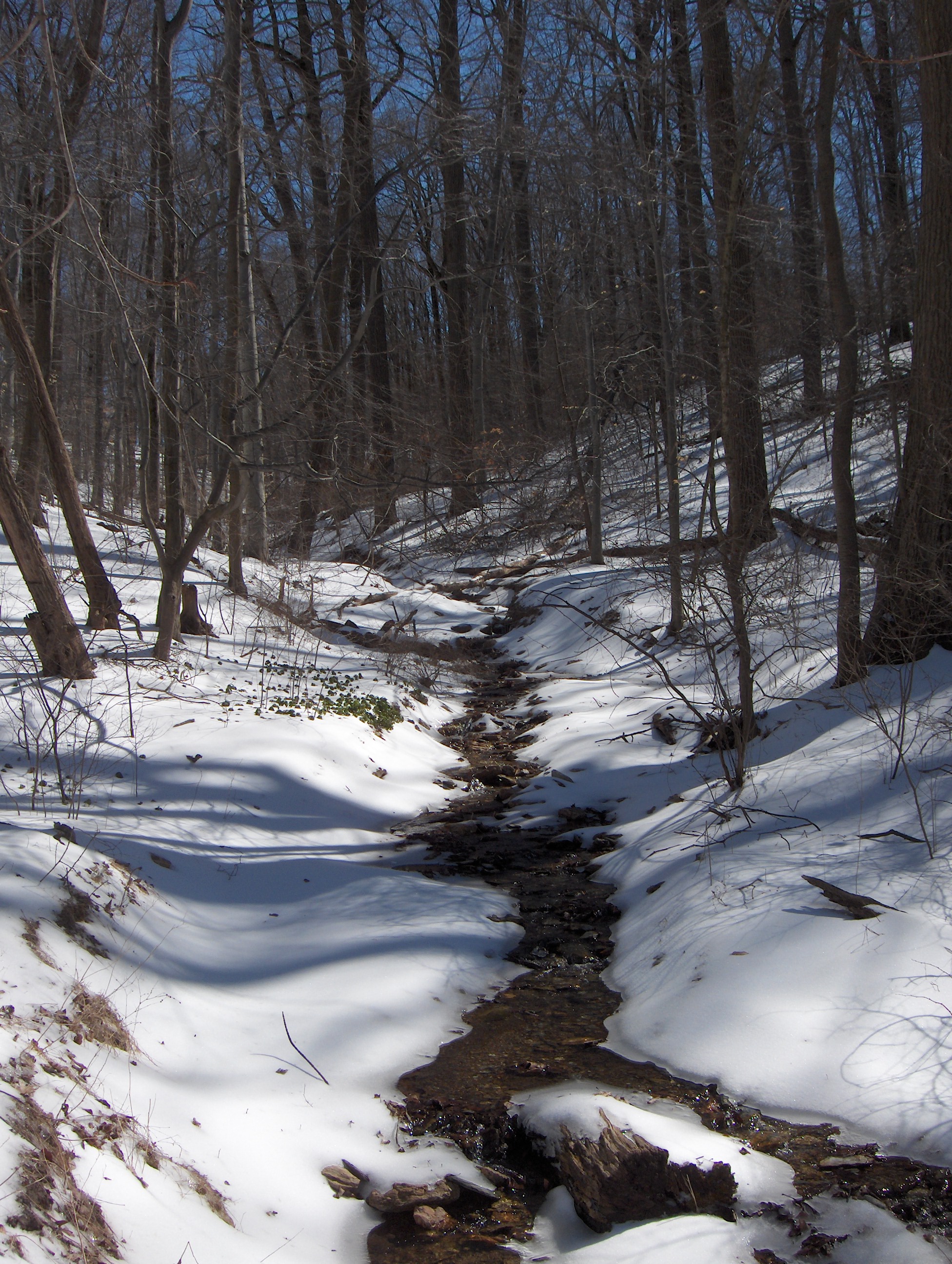 Airdrie Hollow Rd Tributary Mar 07.JPG