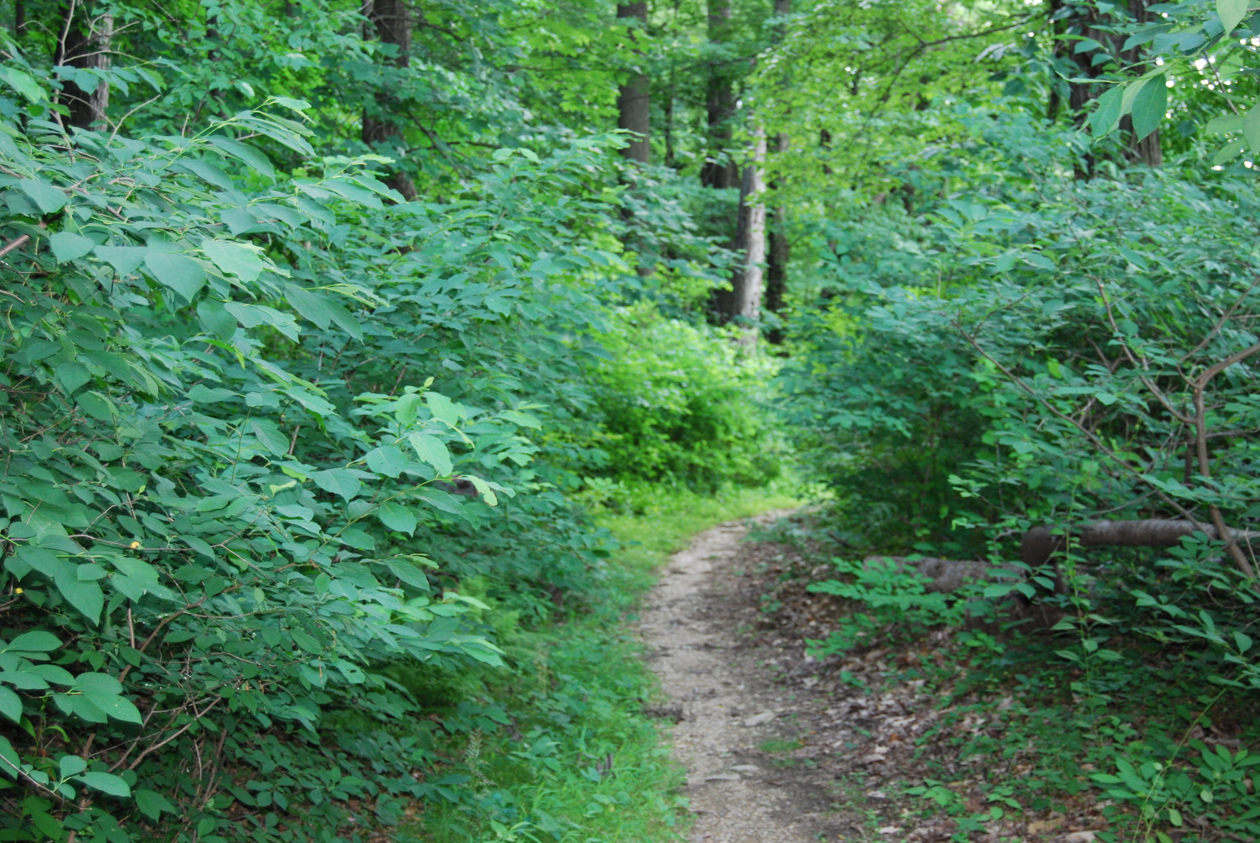 trail2.JPG