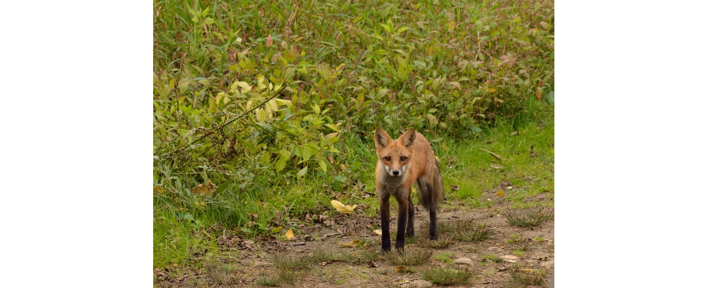 fox.jpg