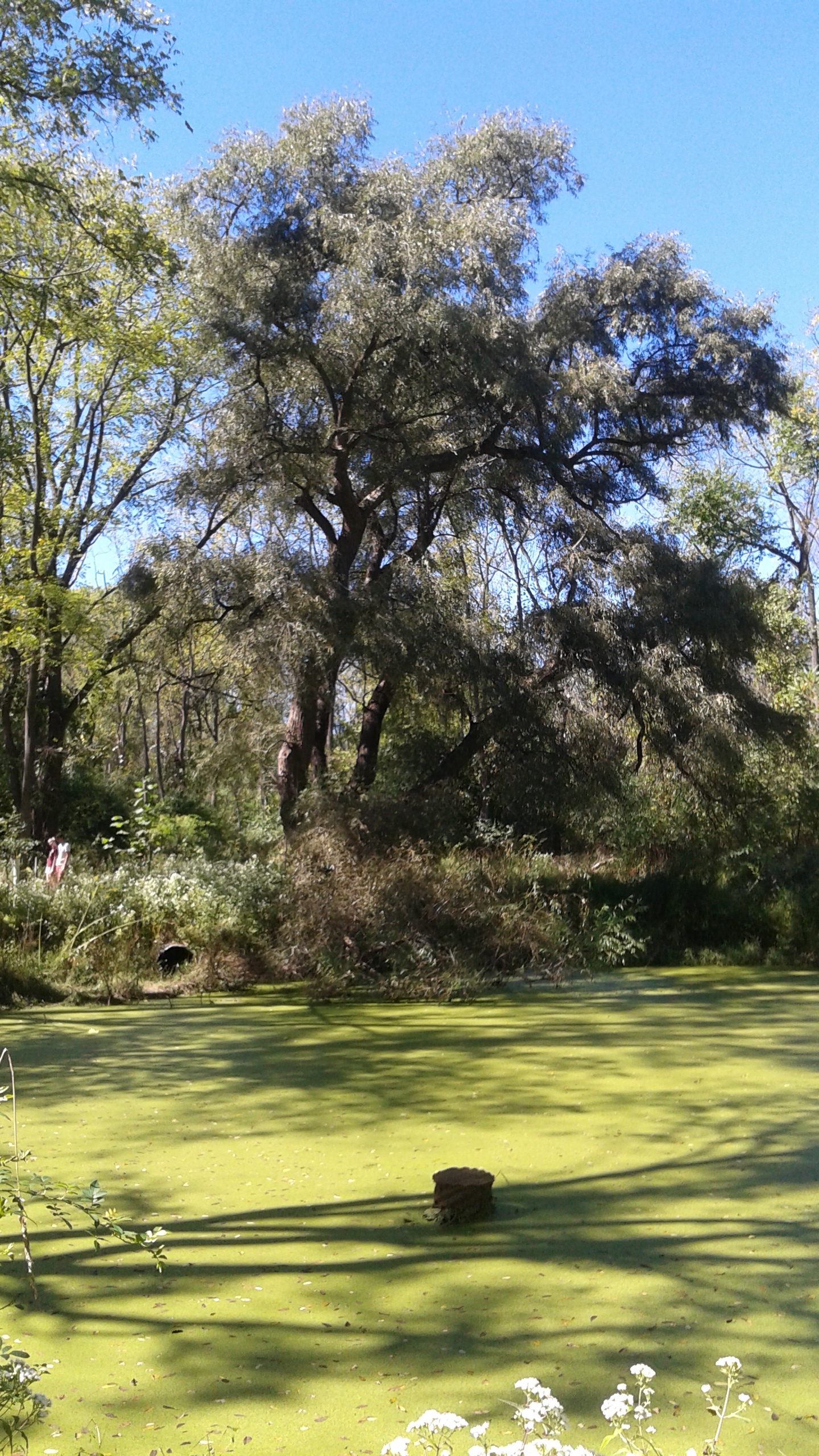 Small Pond Willow.jpg