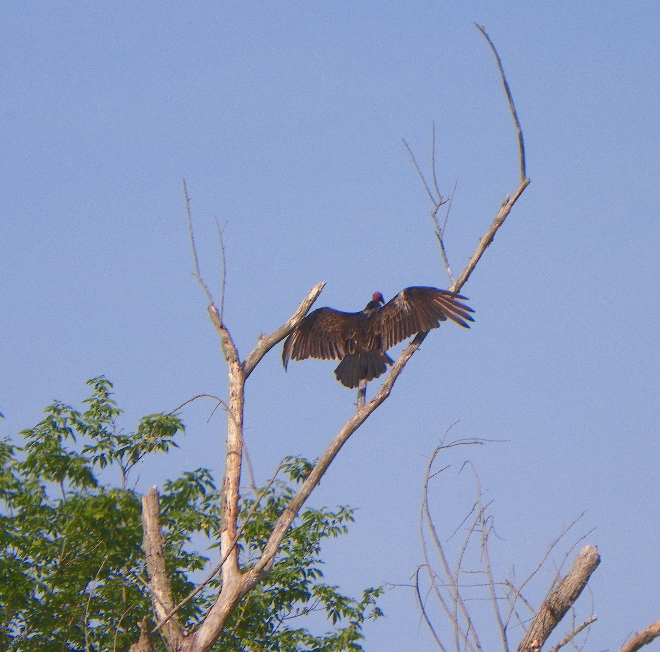 Turkey Vulture.JPG