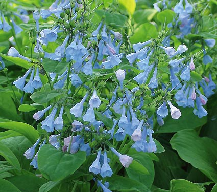 virginia bluebells.jpg