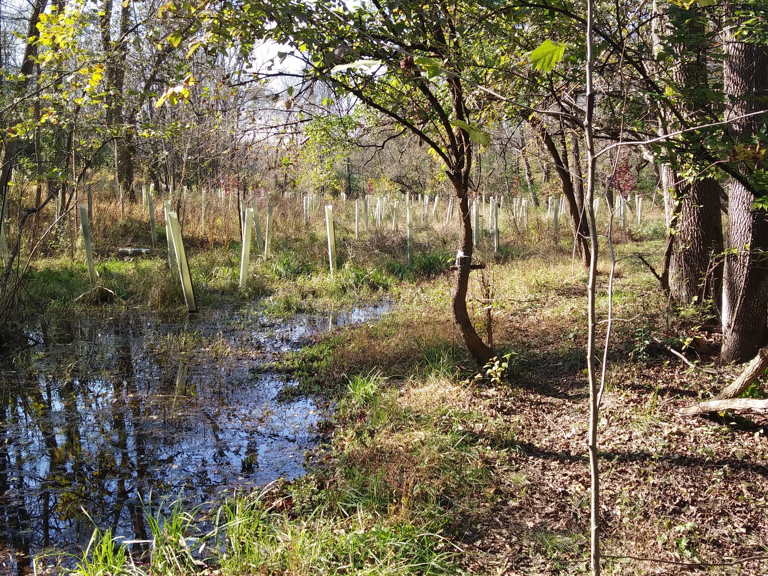 VC Planting Area Oct 2018.jpg