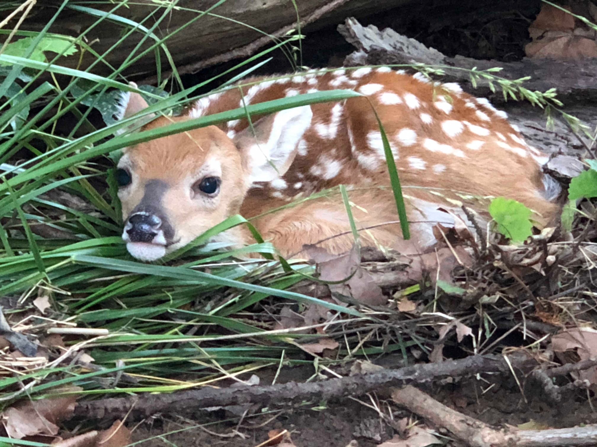 Baby Deer.jpg