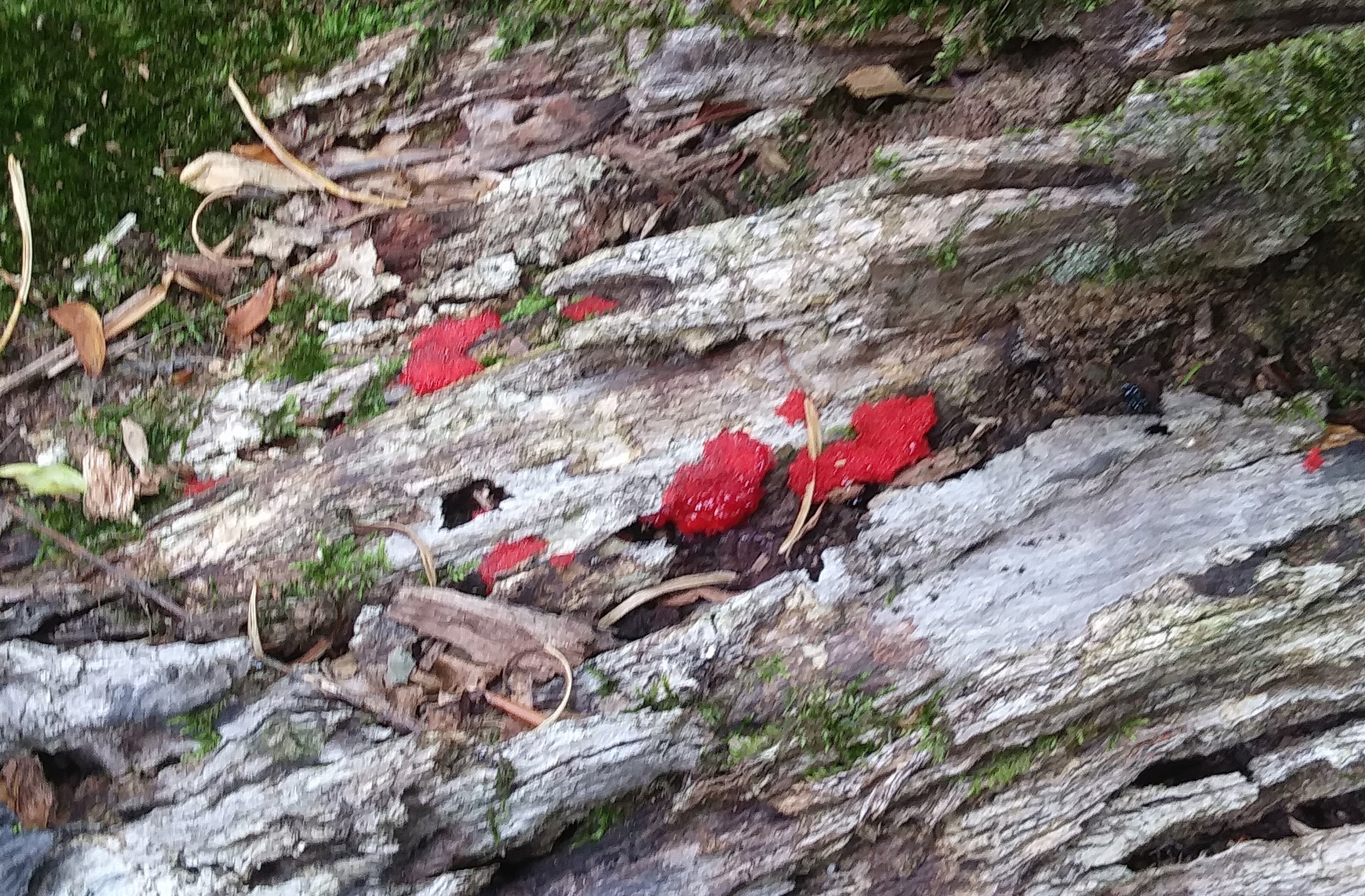 Diamond Rock Red Fungus.jpg