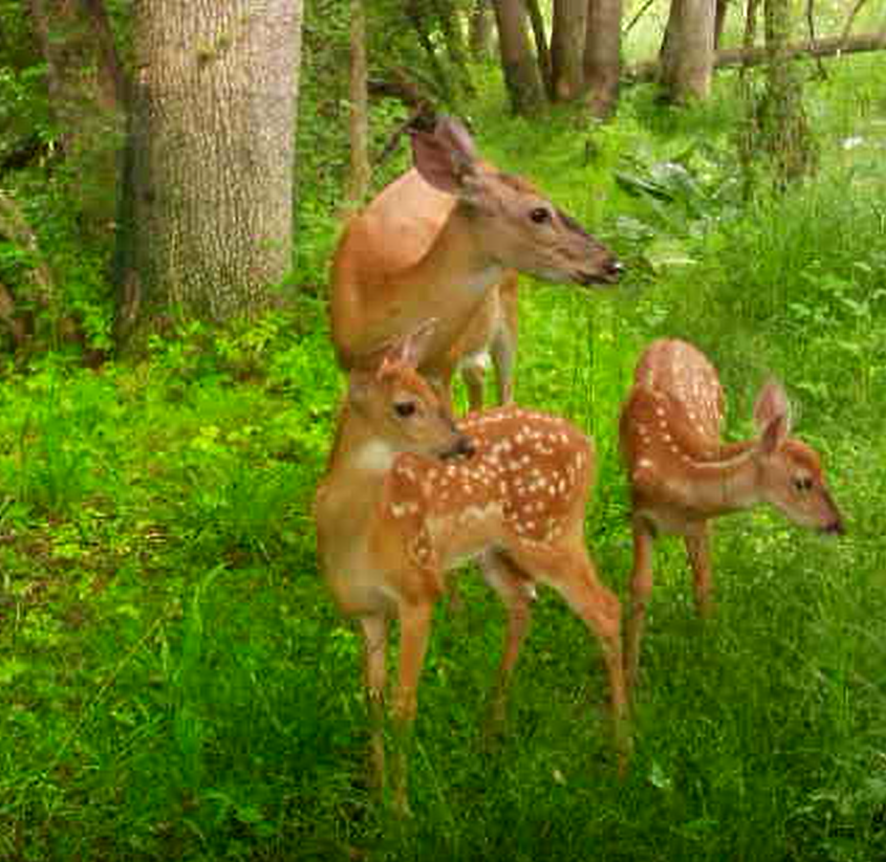 Deer Family.png