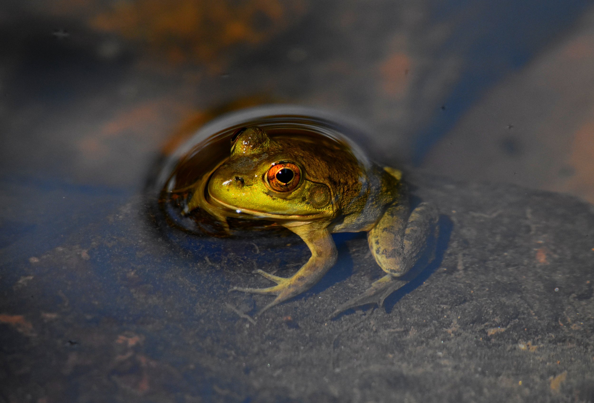 Frog in creek 1.JPG