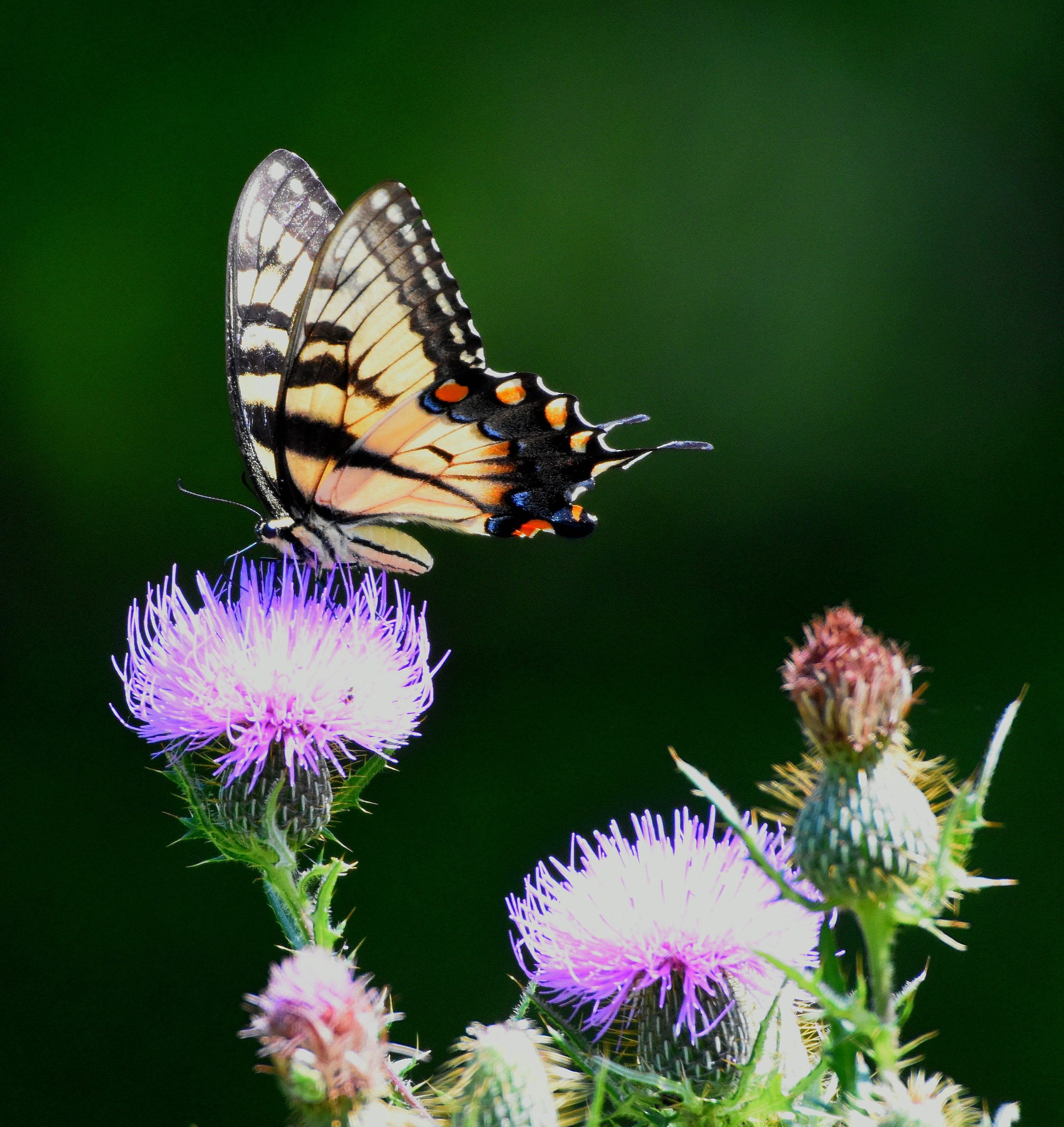 Tiger Swallowtail1.jpg