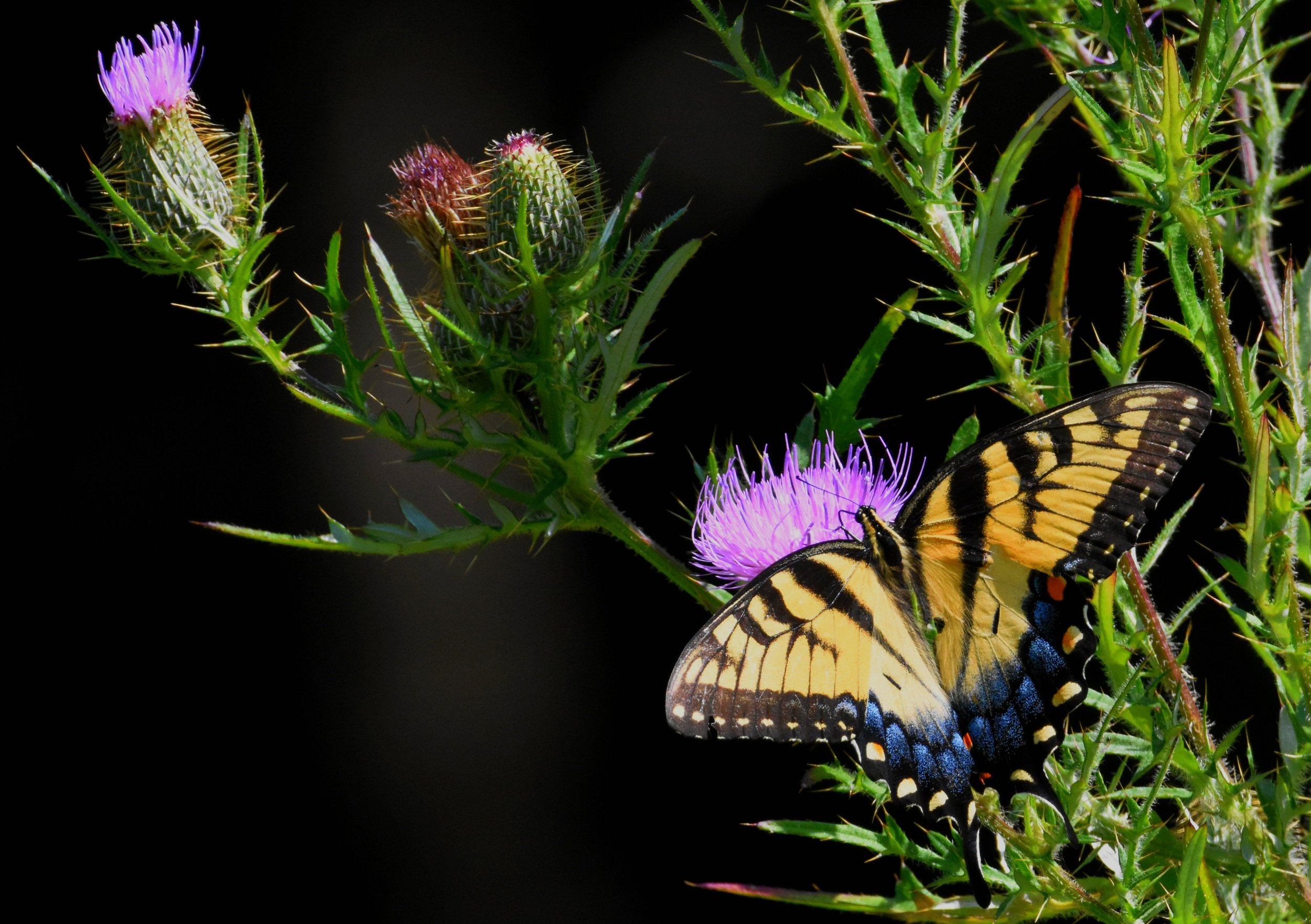 Tiger Swallowtail2.jpg