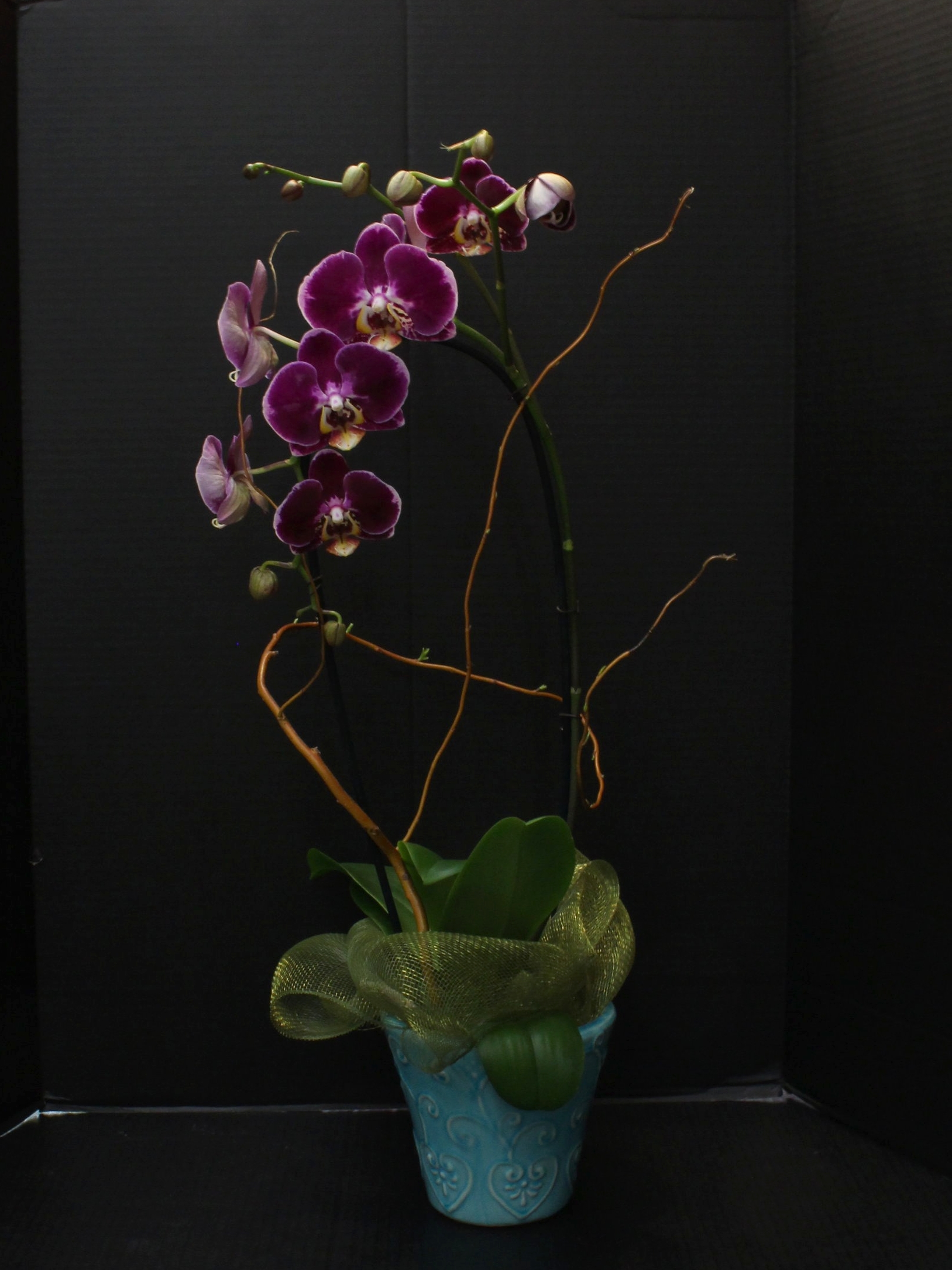 Single Spayed Orchid 