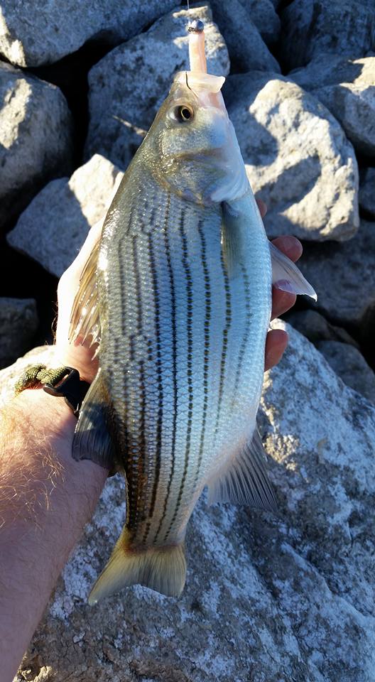 Hybrid Striped Bass Fishing — River Certified Fishing, Kayak