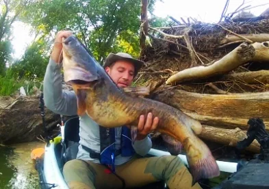 Vertical Jigging For Daytime Flathead Catfish 