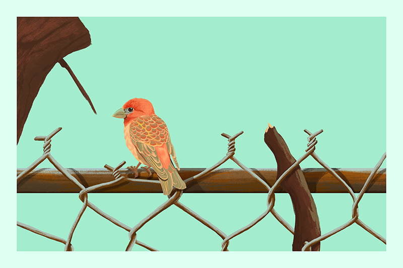 Rzadkowski-Birds-Fence-Personal-gallery.png