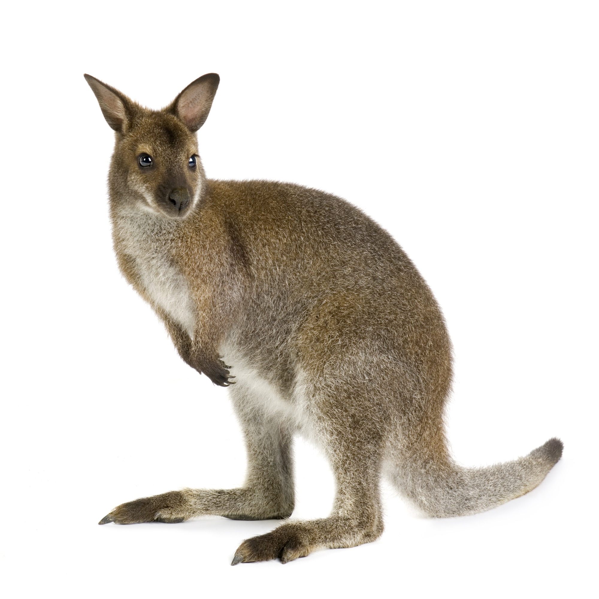 WALLABY