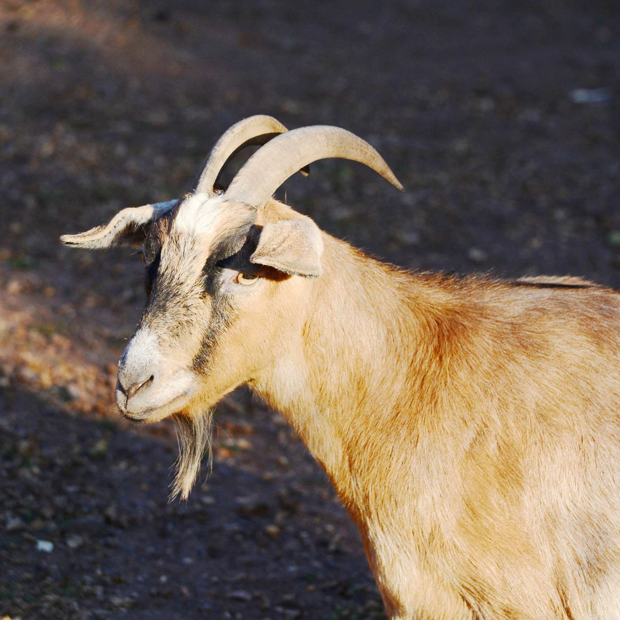 GOAT