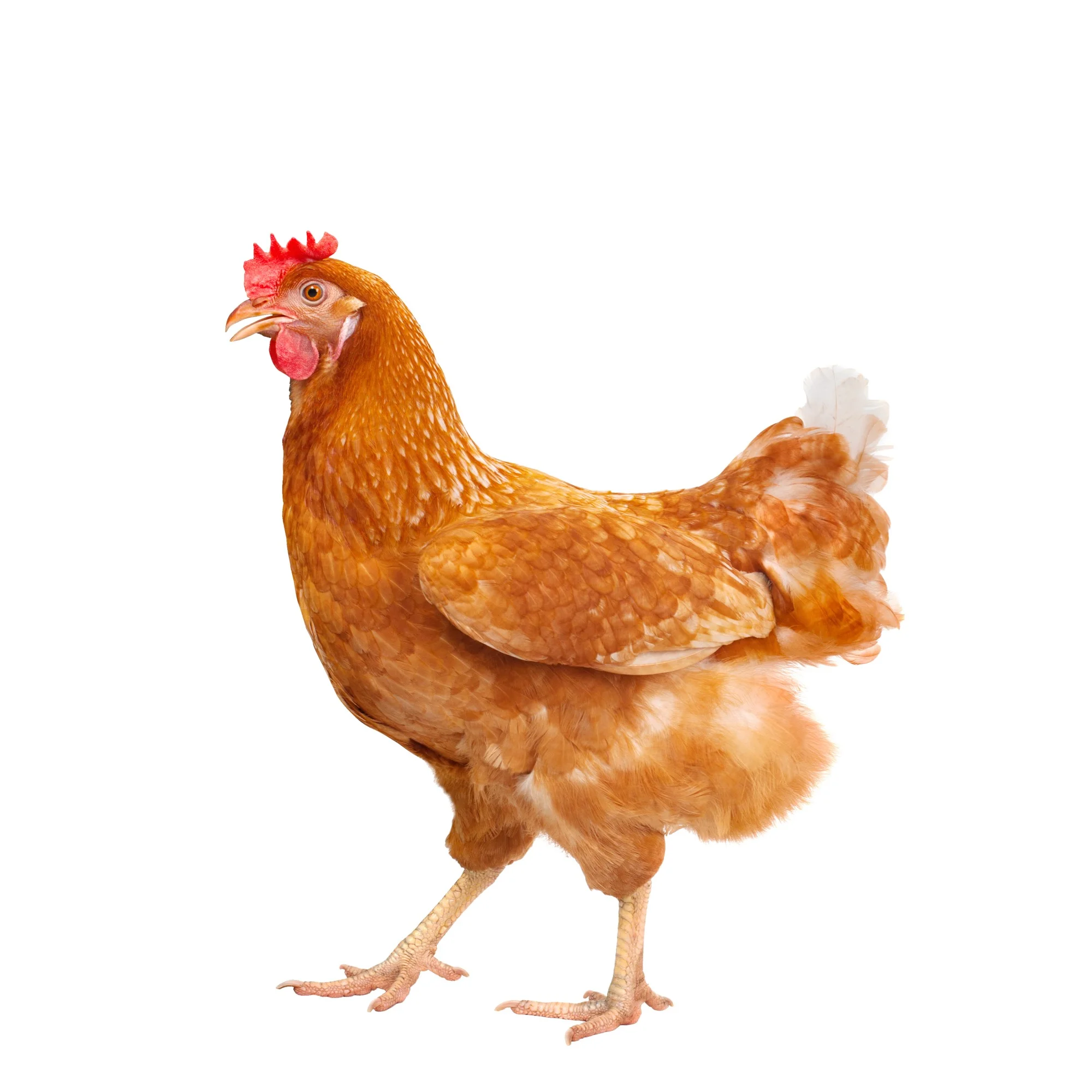 chicken.jpg