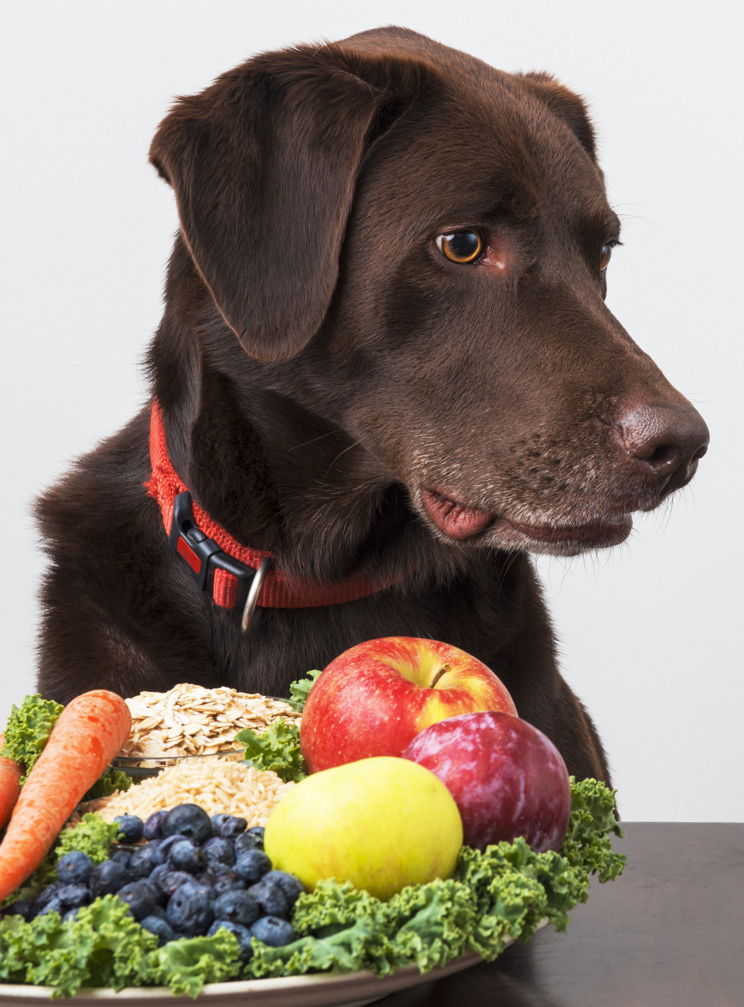 fibre for dogs