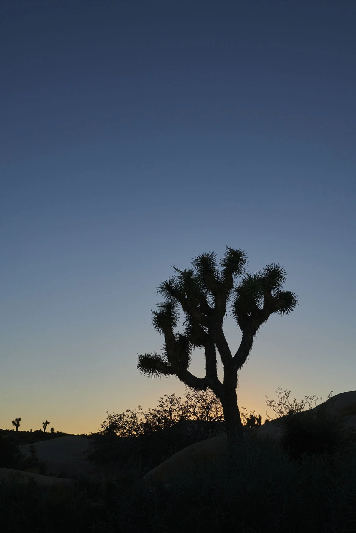 _DSC4046 copy.jpg
