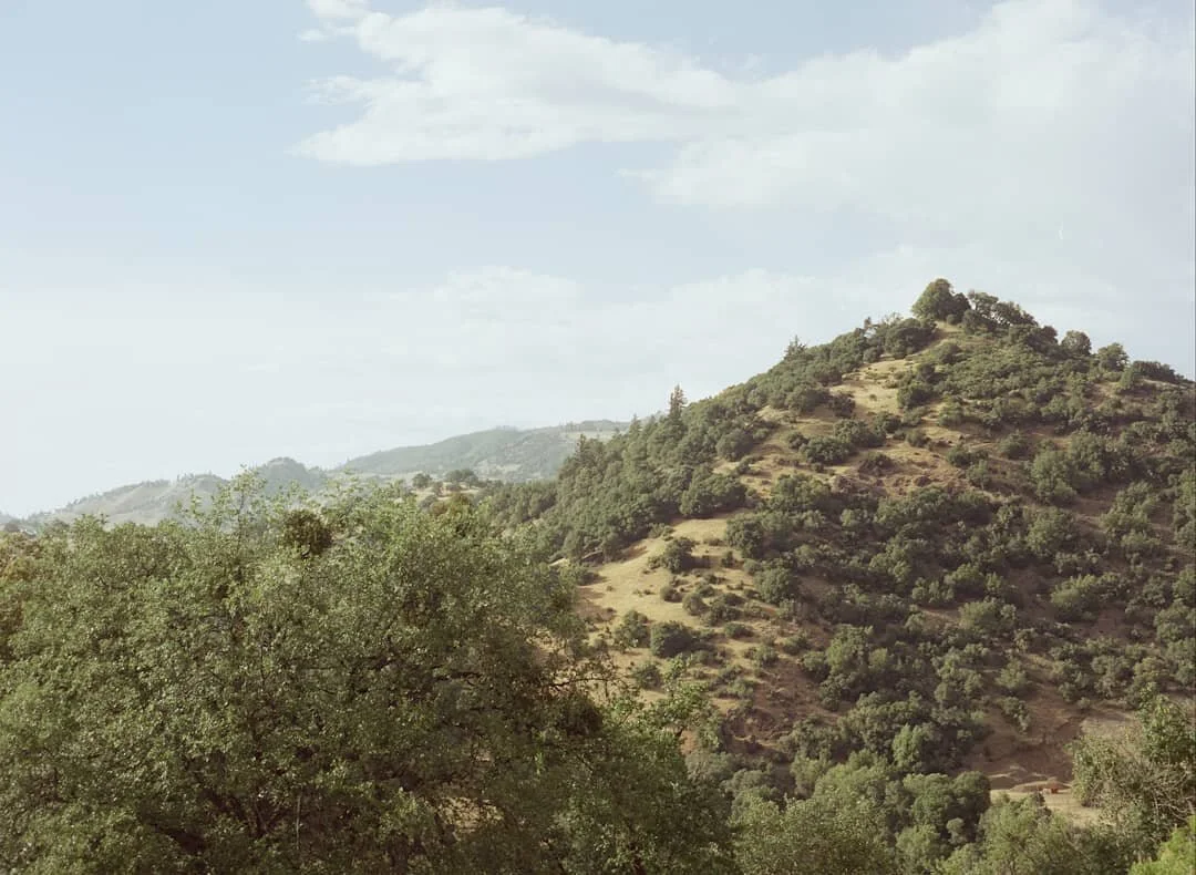 Mendocino #shootfilm #mediumformat #portra160 #bronicaetrs #landscape #mendocino